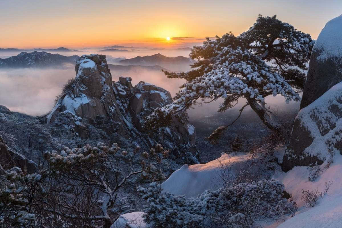 Bukhansan, winter sunrise, snow-covered pine tree, SD Desktop Wallpaper