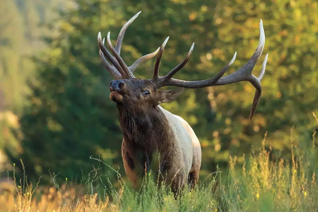 Bull Elk