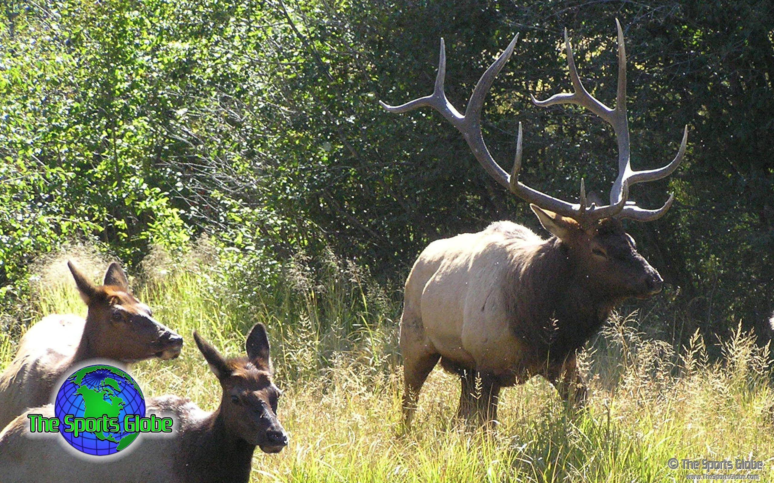 bull elk, massive antlers, sunlit grass, 2K Desktop Wallpaper