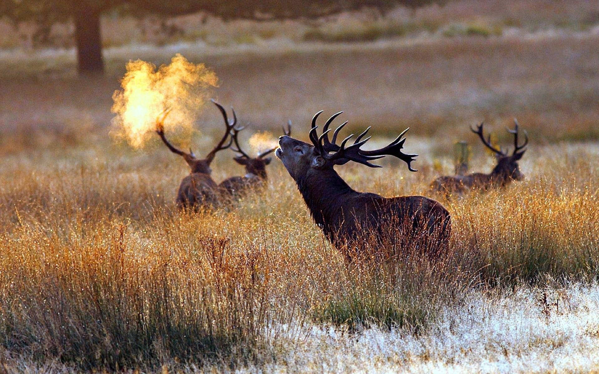 Bull Elk, massive antlers, golden grass, Full HD Desktop Wallpaper