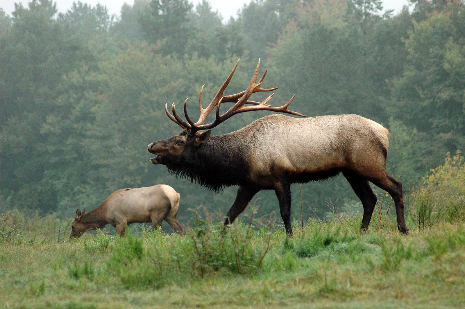 Bull Elk, Misty forest clearing, Massive antlers, HD Desktop Wallpaper