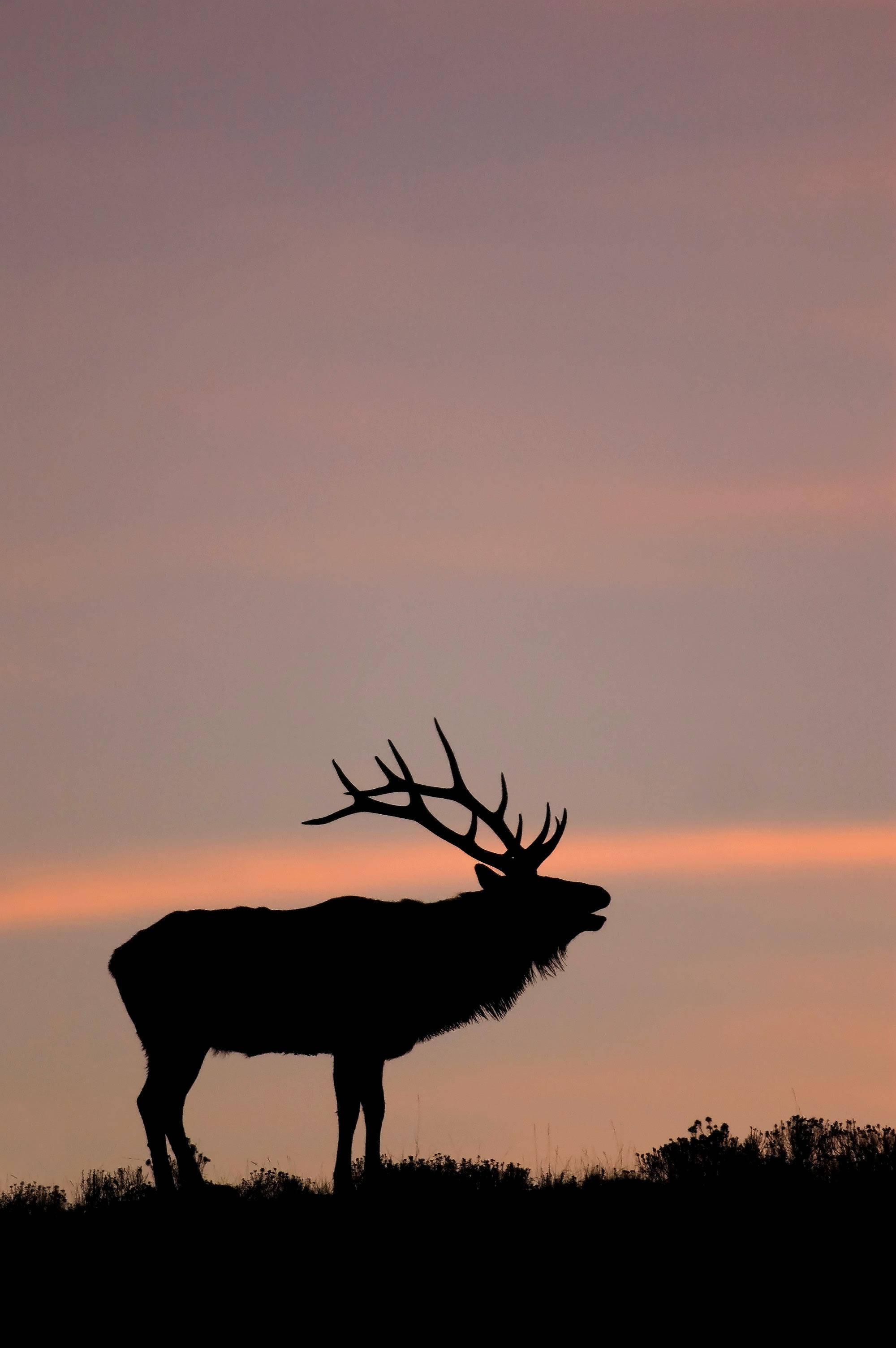 Elk, pink sky, twilight sky, 2K Phone Wallpaper