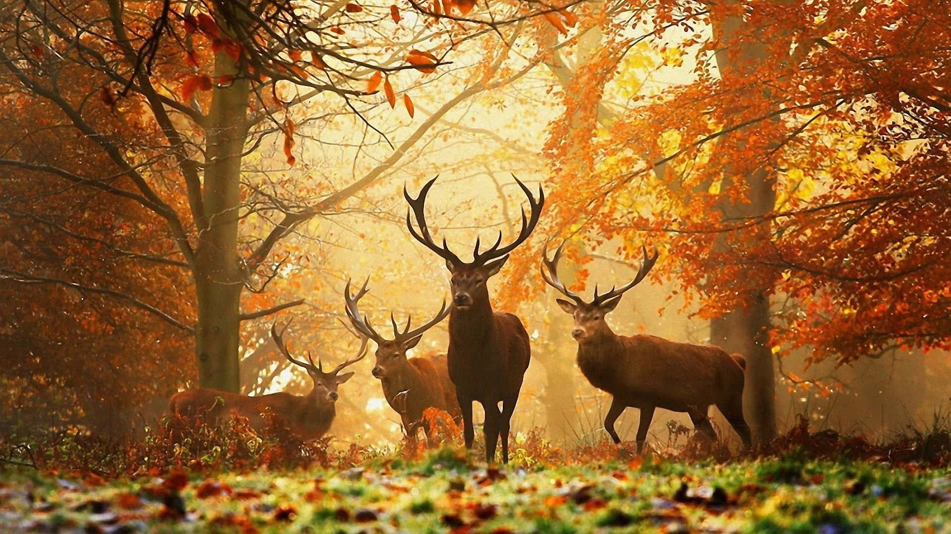 HD Autumn Elk, autumn forest, golden leaves, Full HD Desktop Wallpaper