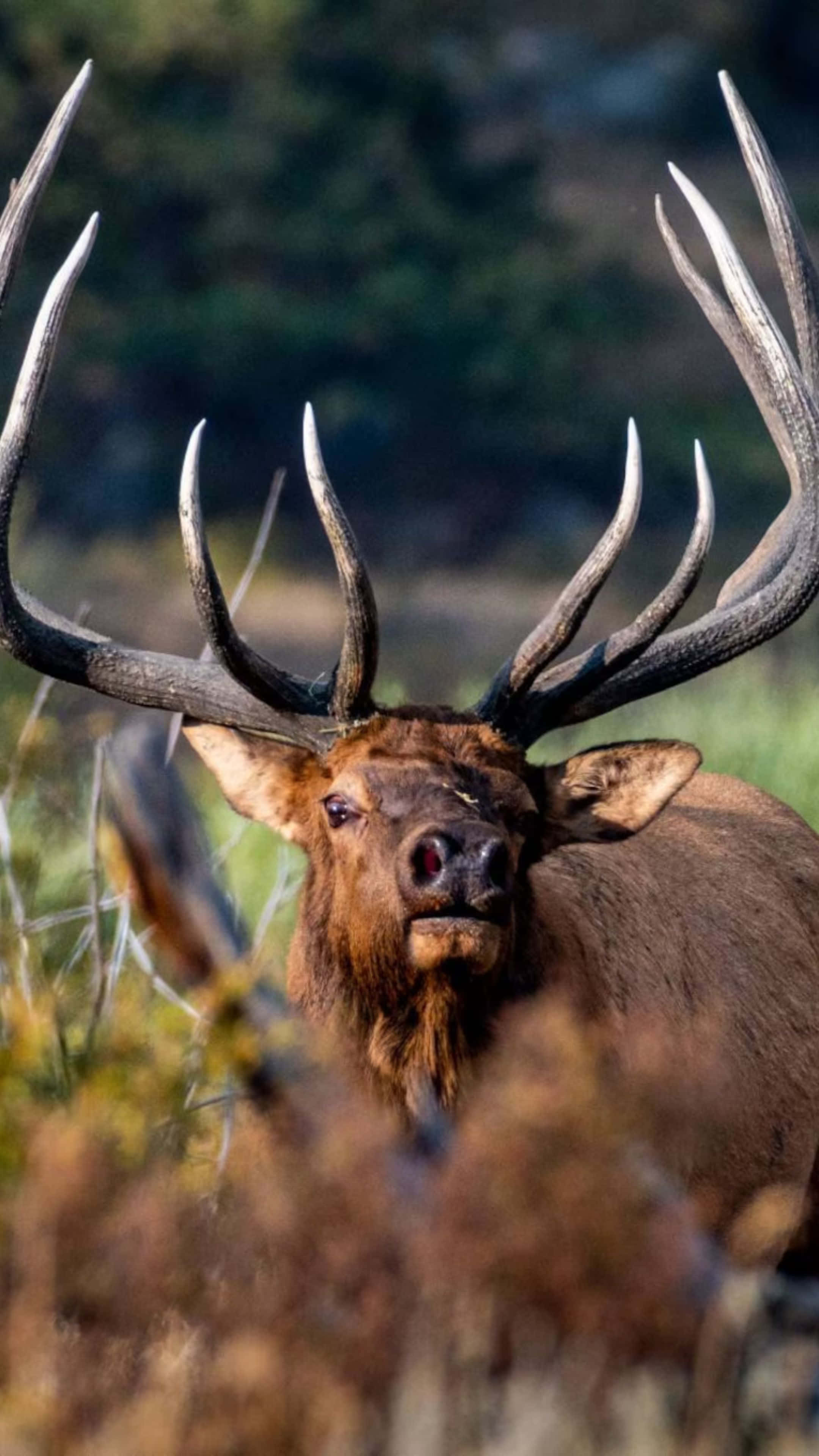 bull elk, massive antlers, sunlit field, 4K Phone Wallpaper
