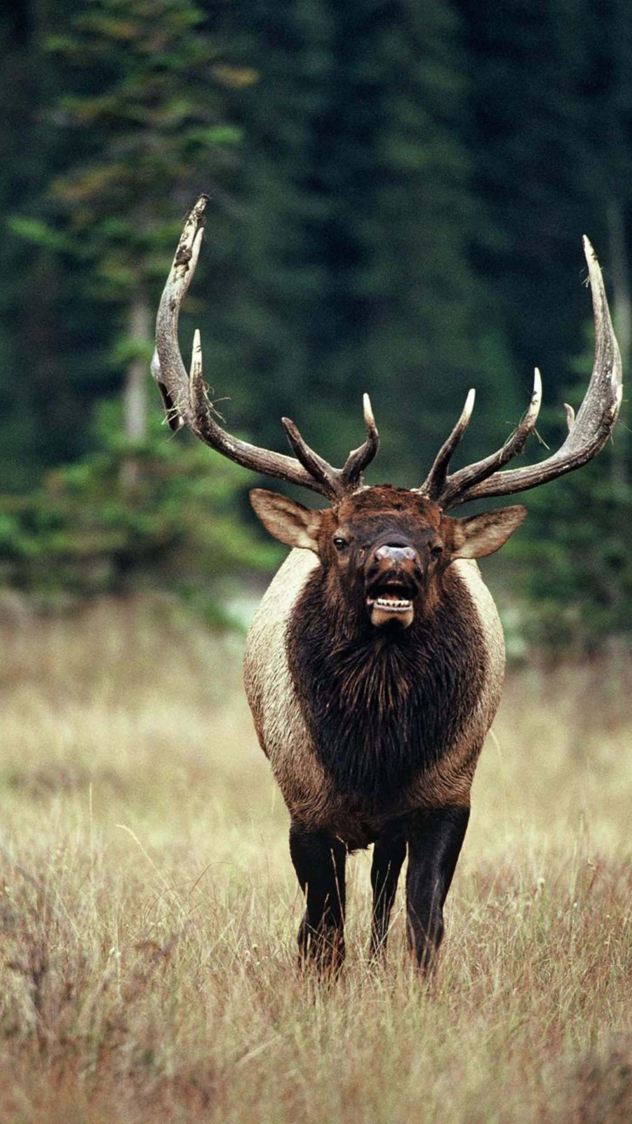 bull elk, massive antlers, tall grass, 4K Phone Wallpaper