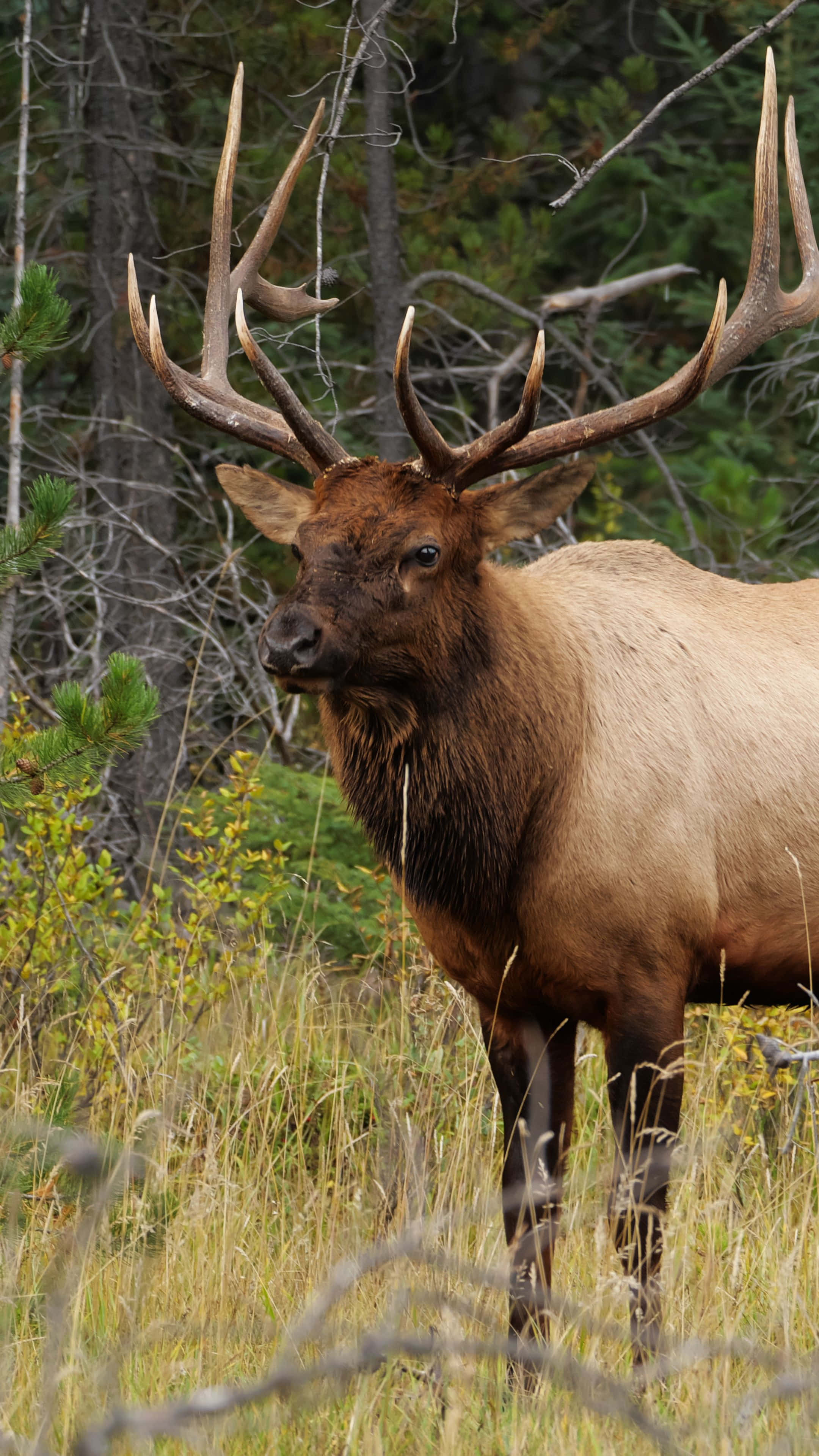 Bull Elk, meadow, tall grass, 4K Phone Wallpaper