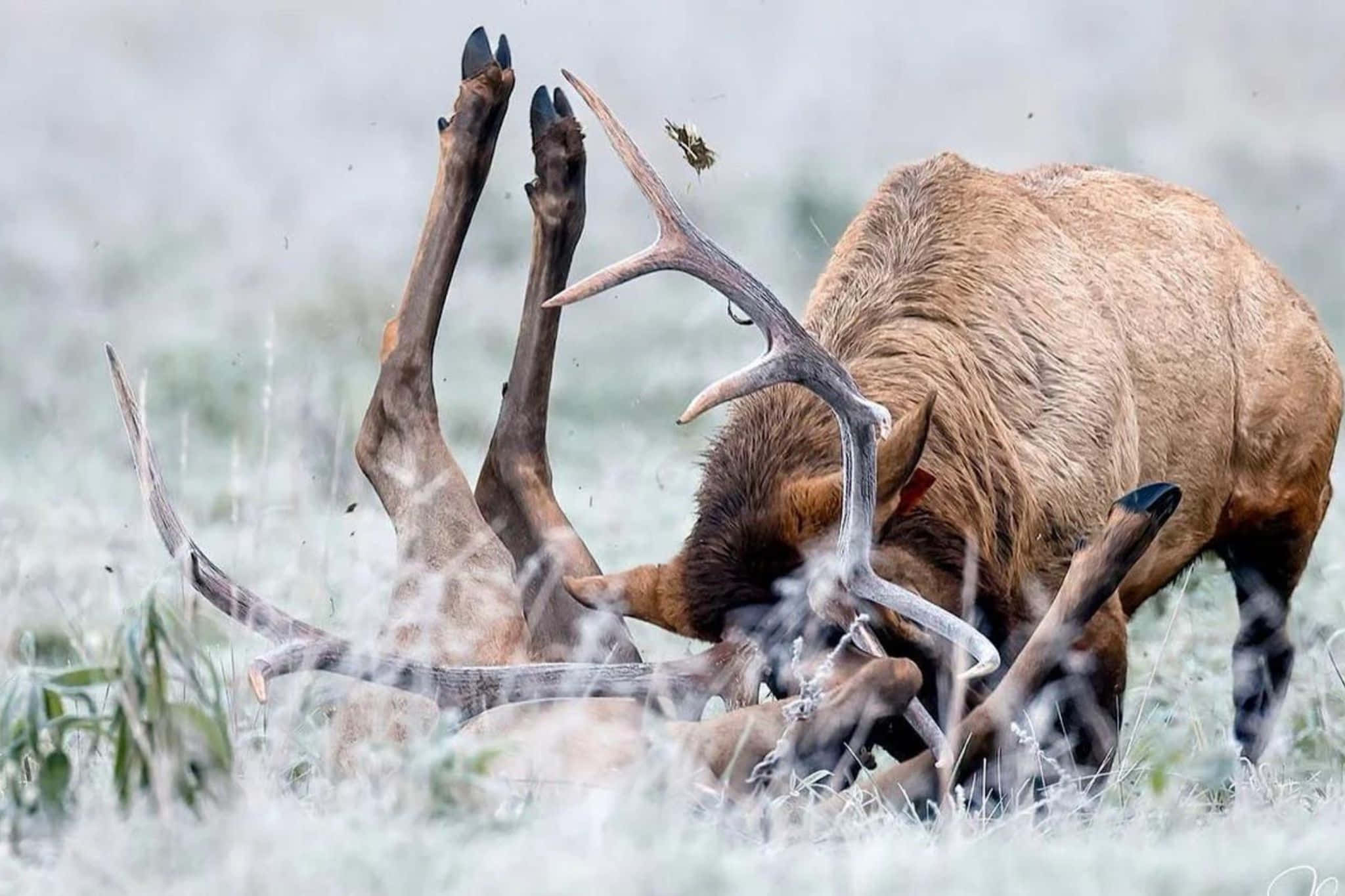Bull Elk, antlers, frosty grass, Full HD Desktop Wallpaper