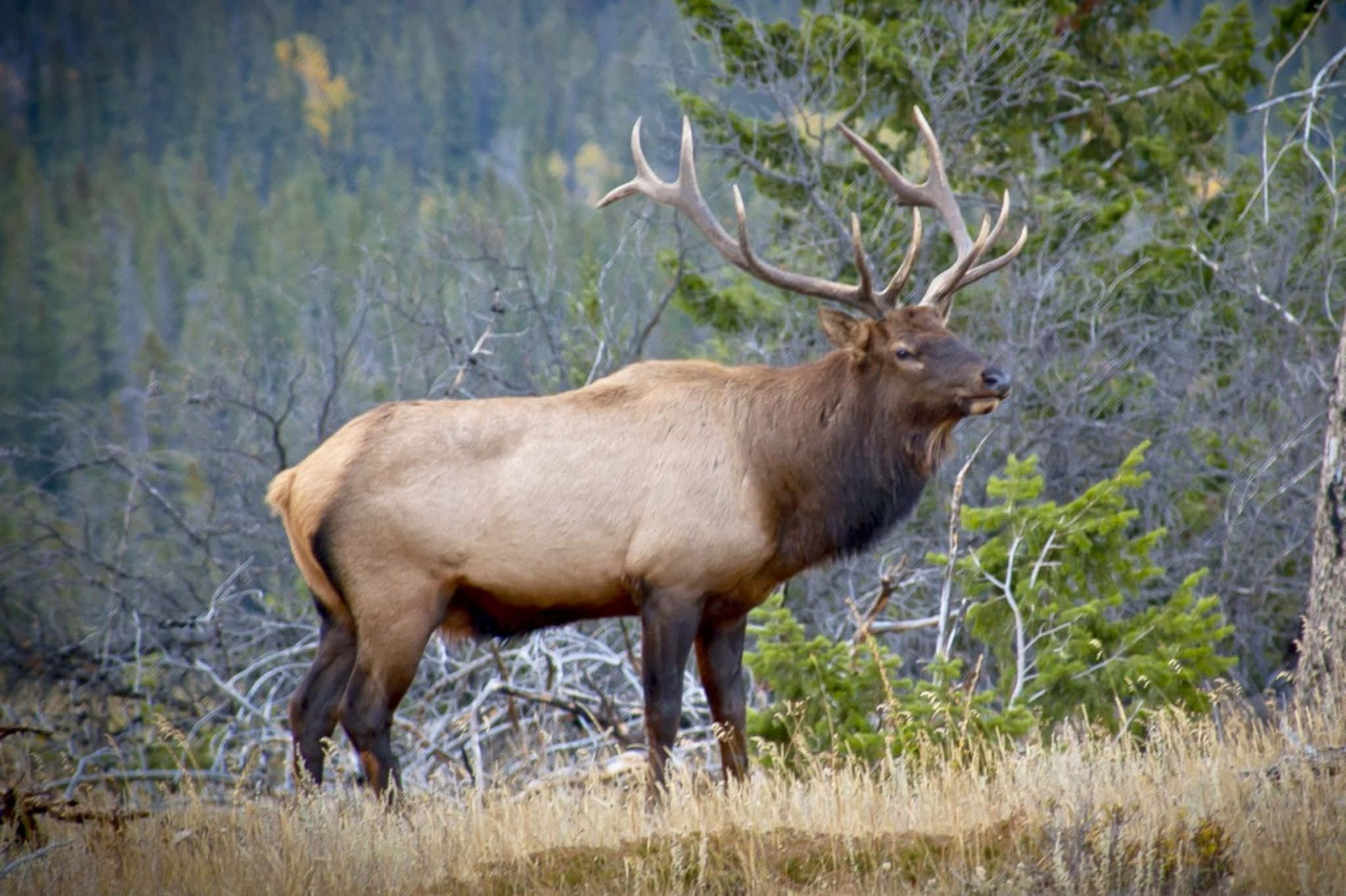 Bull Elk, grassy meadow, evergreen trees, Full HD Desktop Wallpaper
