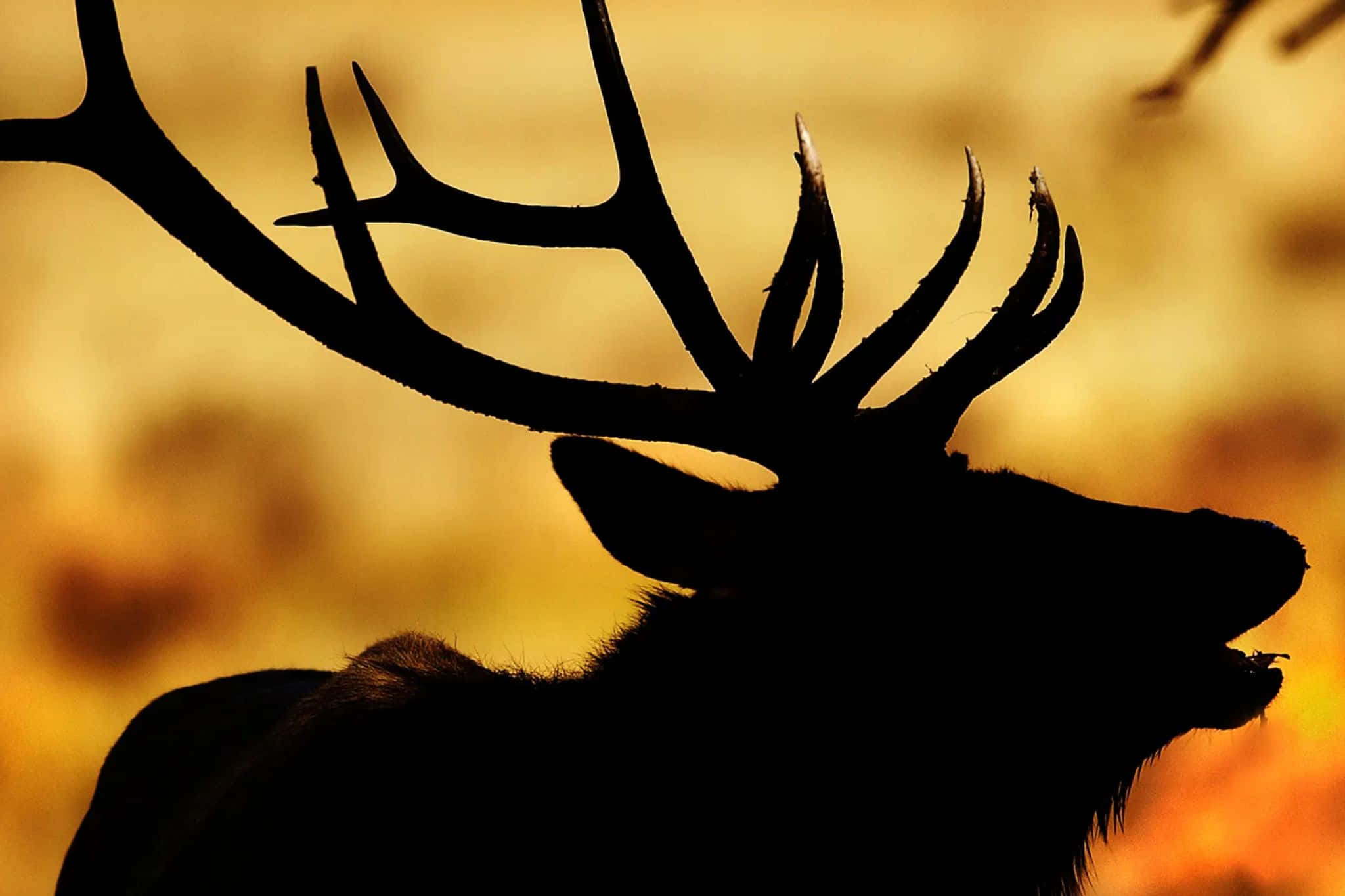 elk, silhouette, sunset, Full HD Desktop Wallpaper