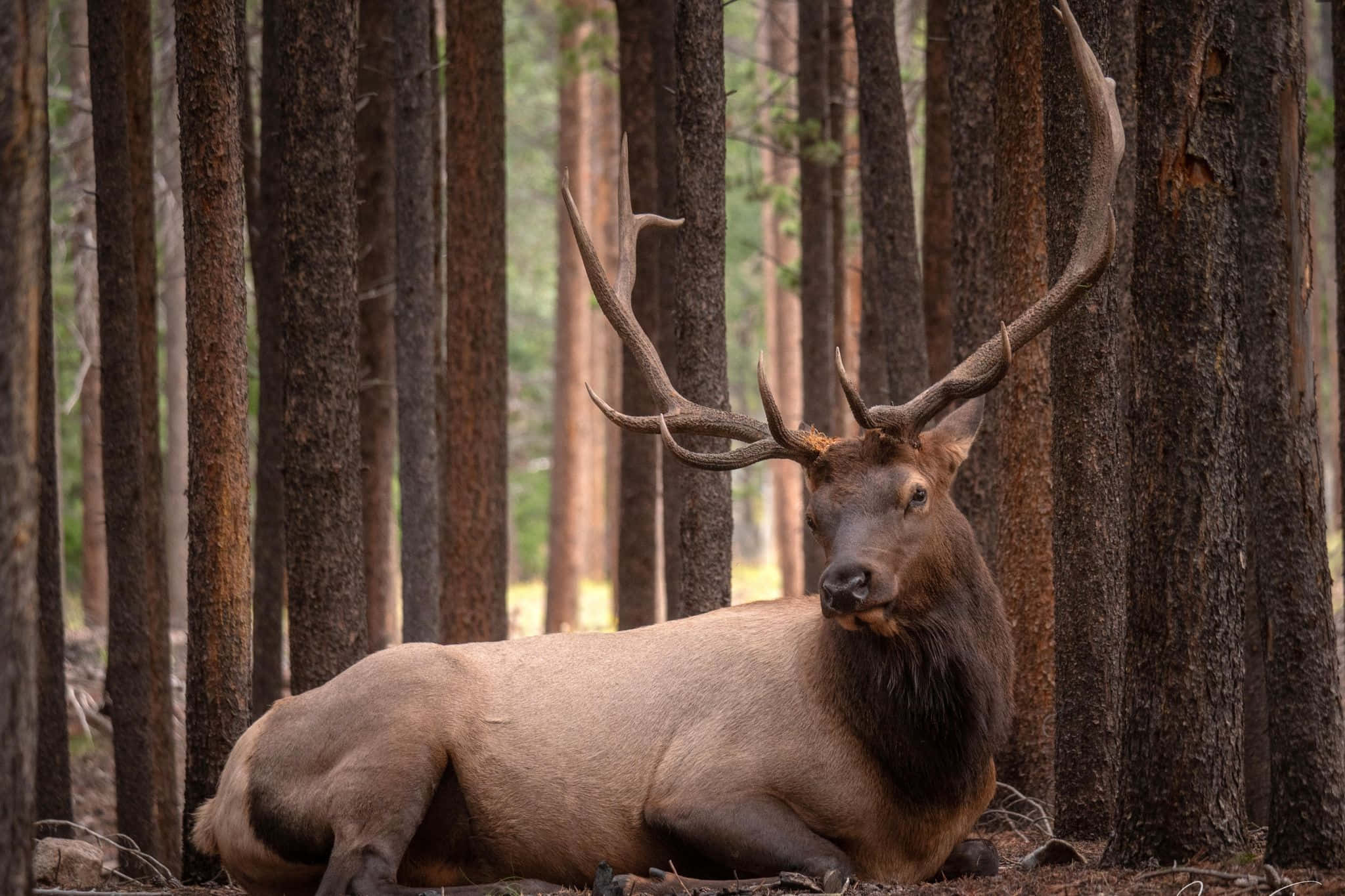 Bull Elk, large antlers, tall pine trees, Full HD Desktop Wallpaper