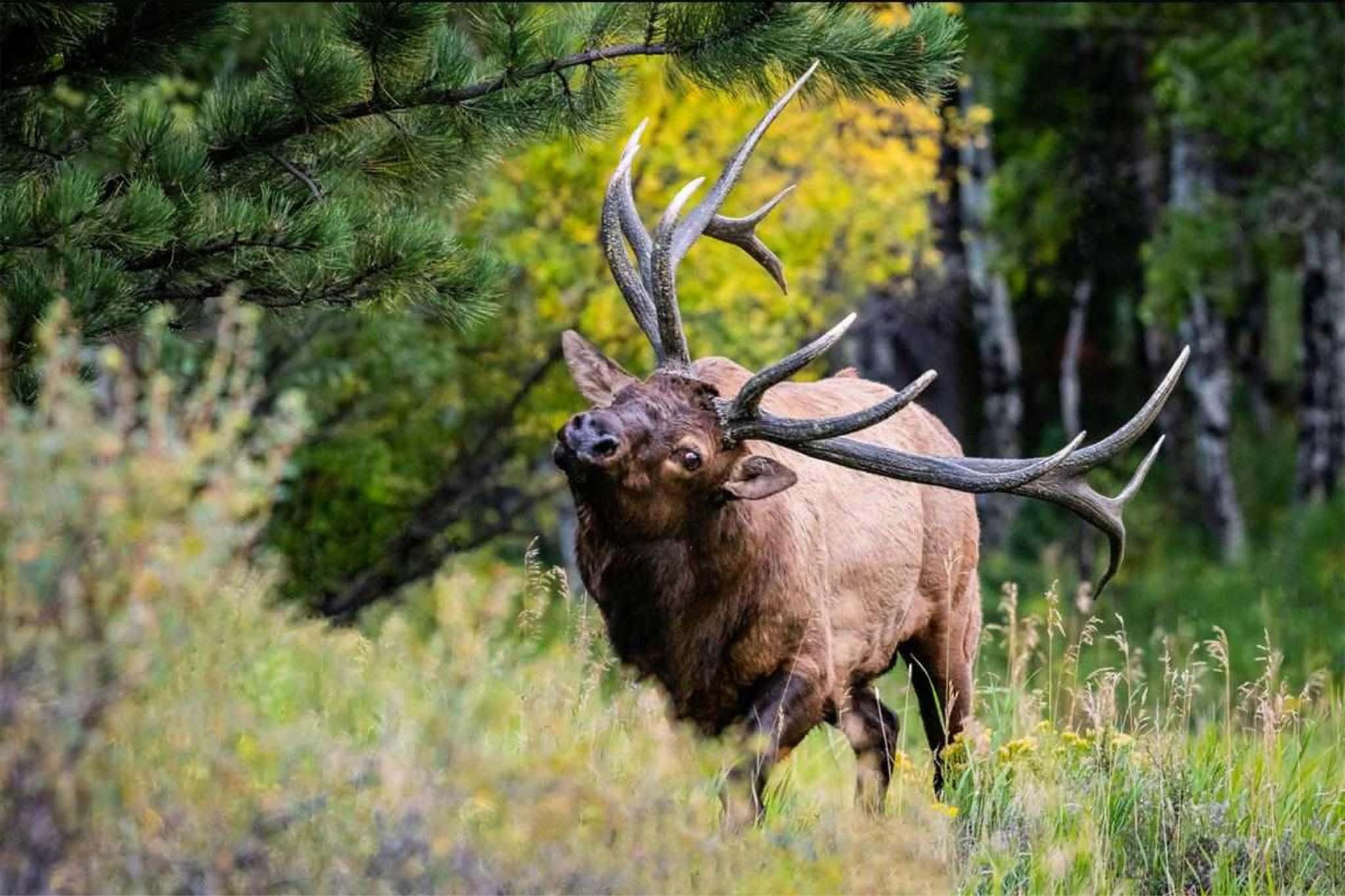 Bull Elk, sunlit meadow, pine trees, Full HD Desktop Wallpaper