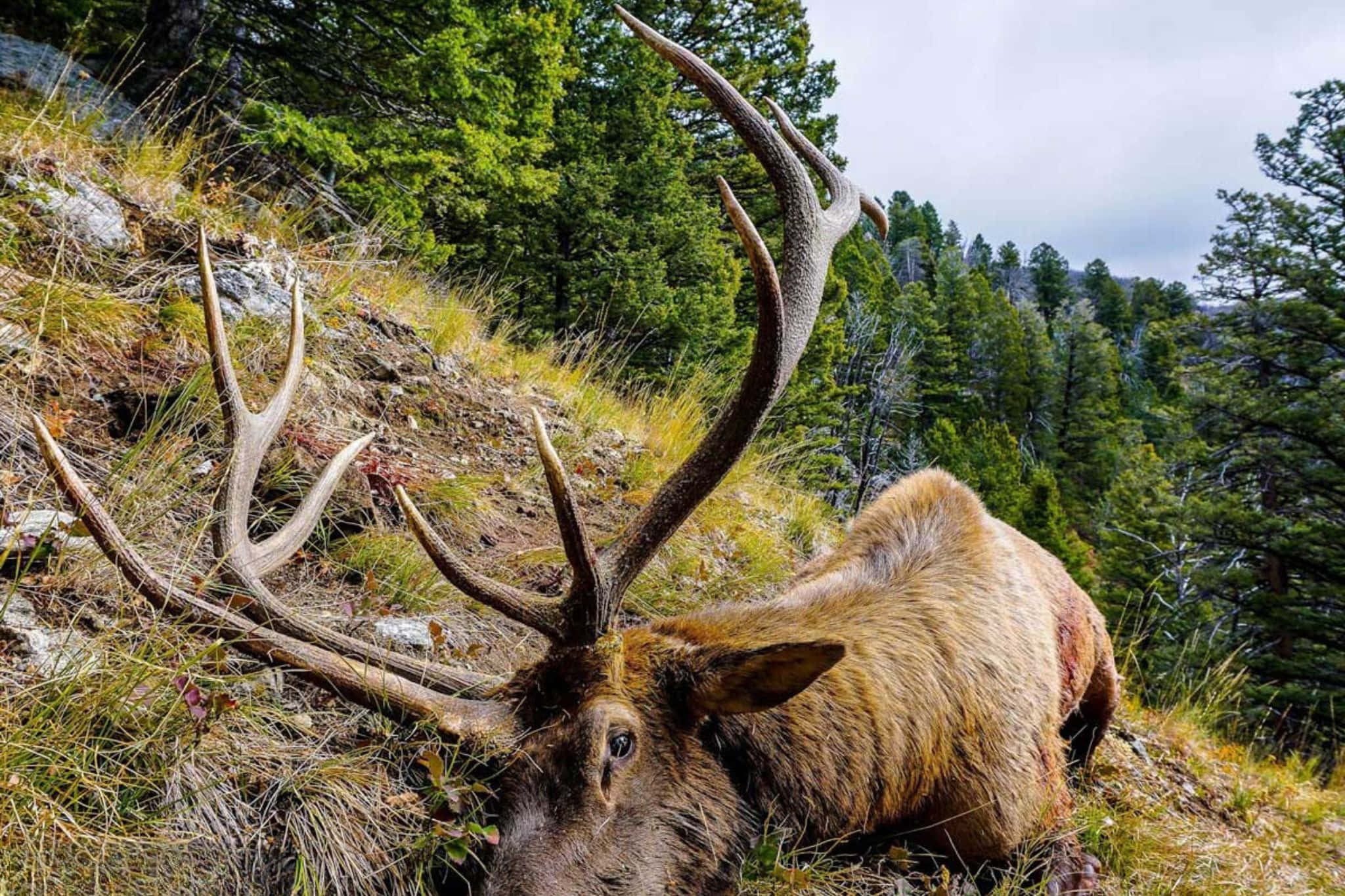 Bull Elk, grassy hillside, dense evergreen trees, Full HD Desktop Wallpaper