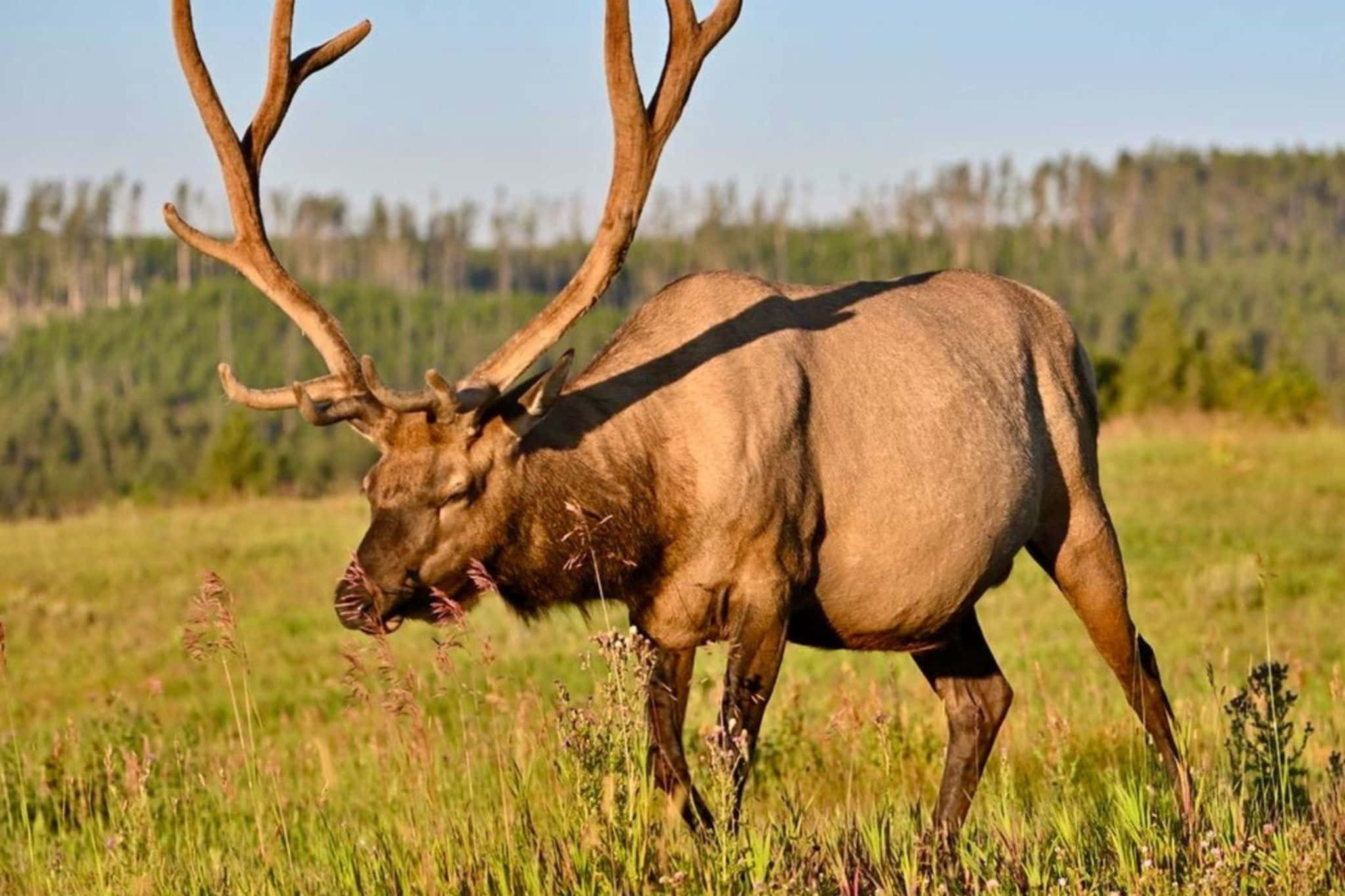 Bull Elk, meadow, sunlit, Full HD Desktop Wallpaper