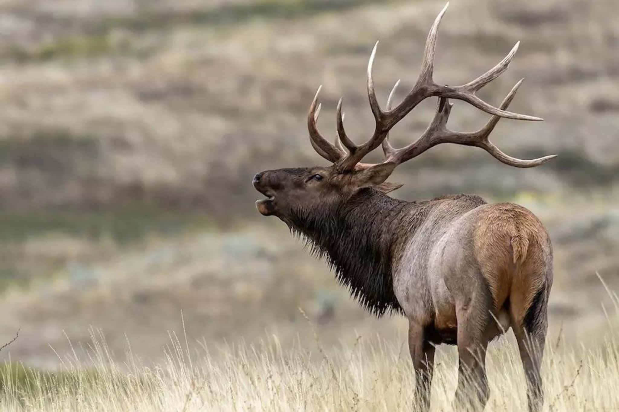 Bull Elk, massive antlers, tall grass, Full HD Desktop Wallpaper