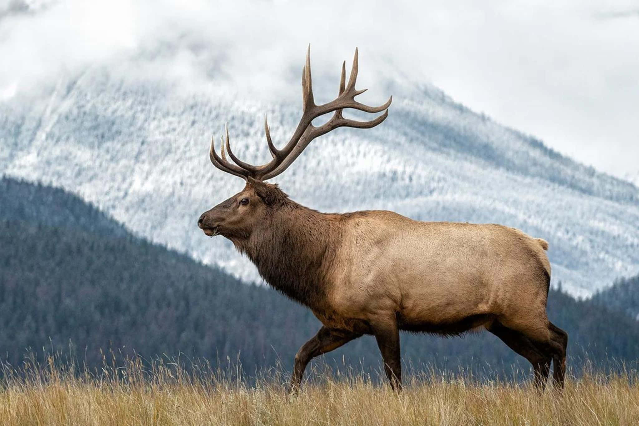 Bull Elk, golden grass, snow capped mountains, Full HD Desktop Wallpaper