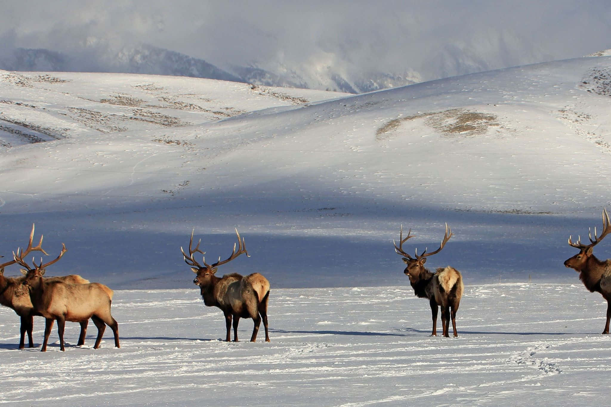 Bull Elk, winter landscape, snowy field, Full HD Desktop Wallpaper