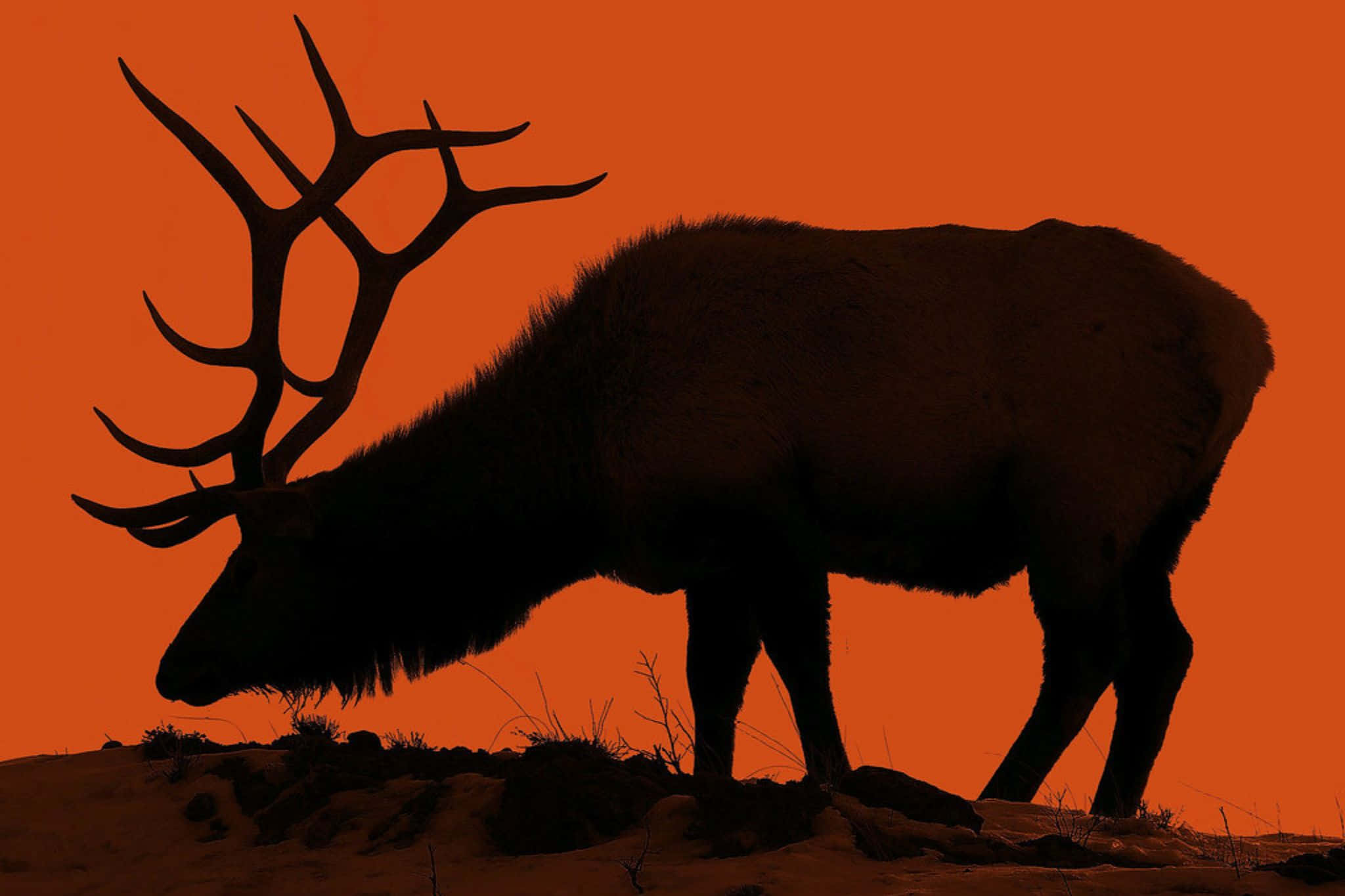 elk silhouette, fiery orange sunset, intricate antlers, Full HD Desktop Wallpaper