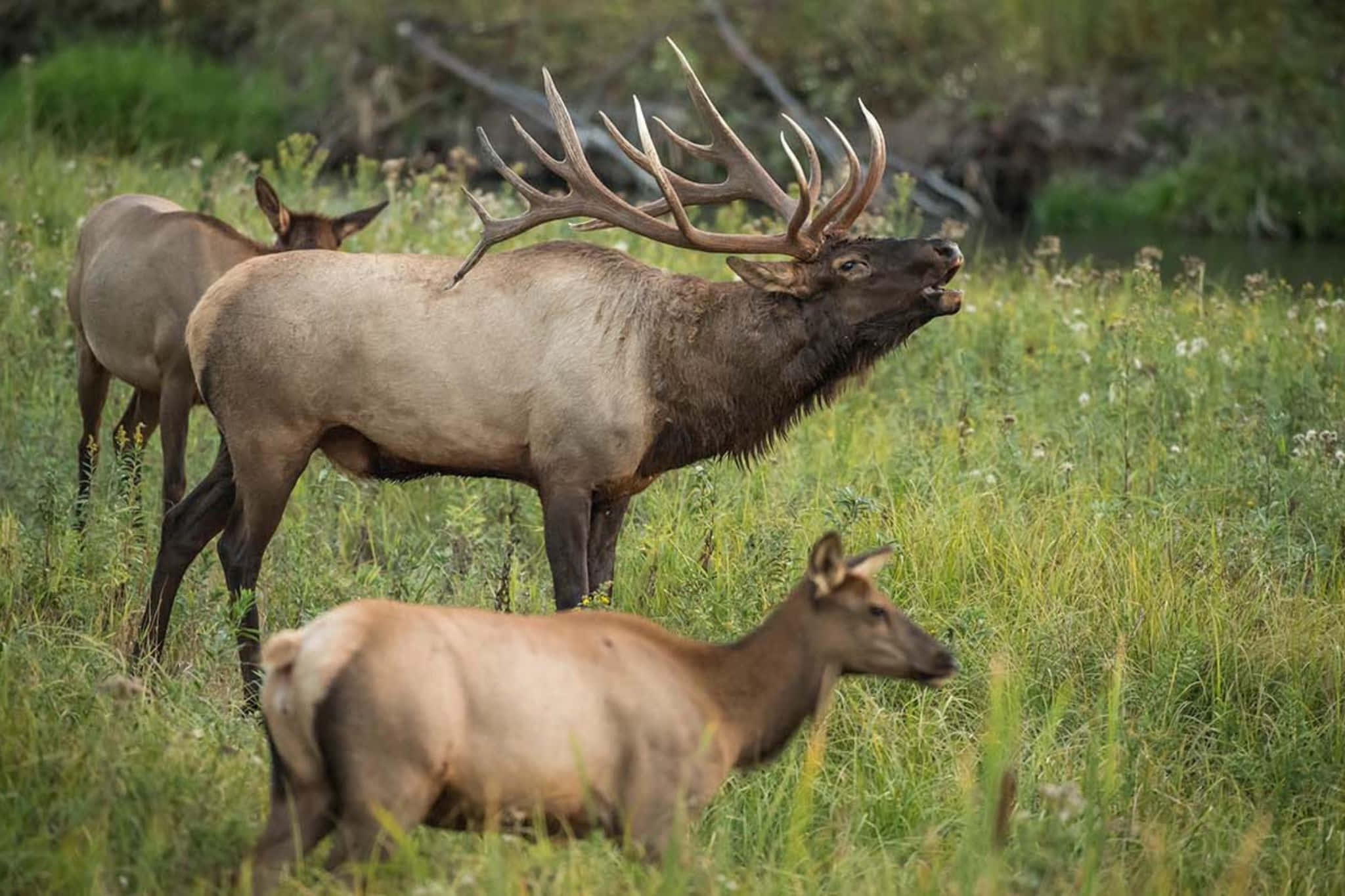 bull elk, massive antlers, sunlit meadow, Full HD Desktop Wallpaper