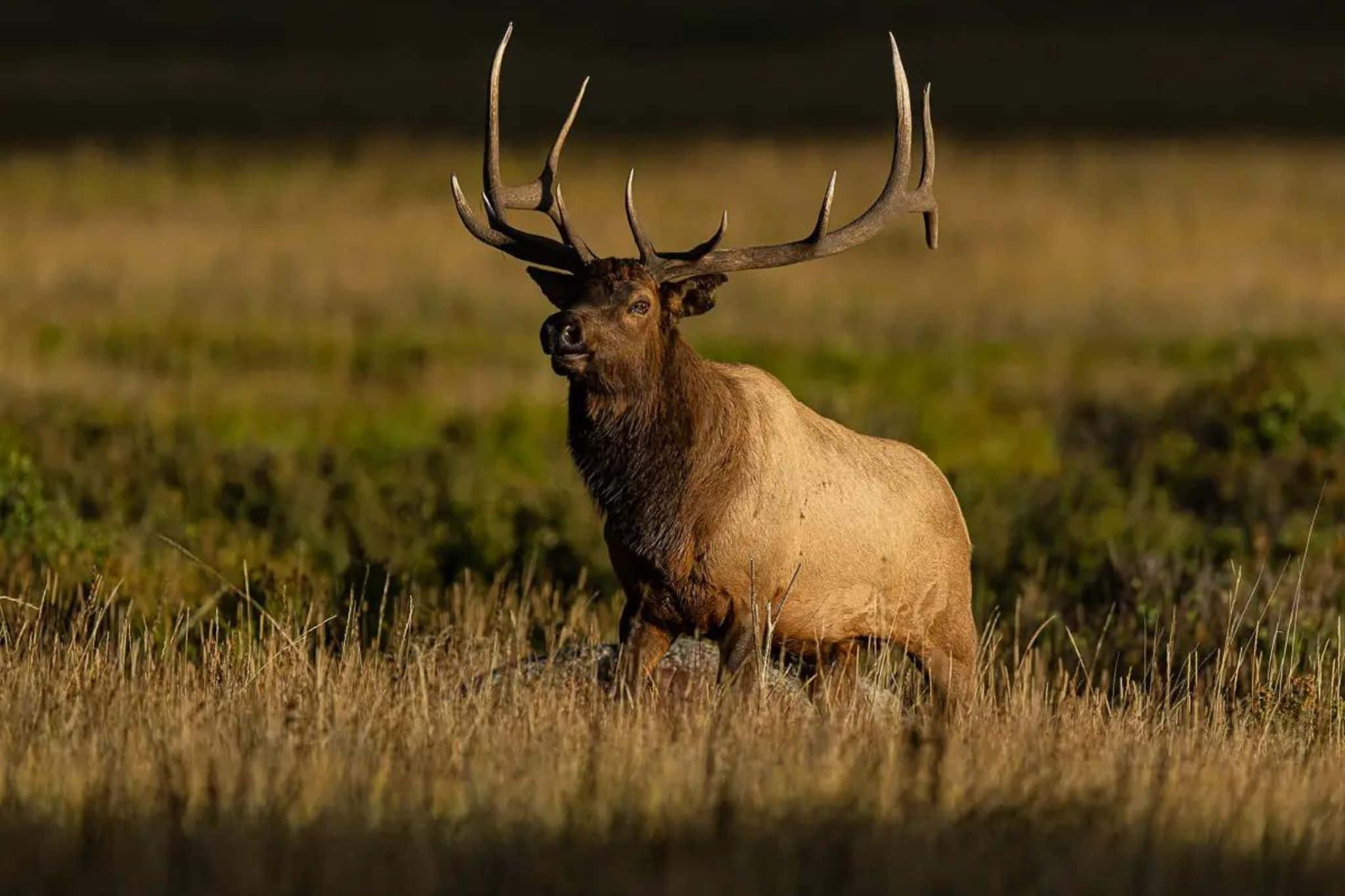 Bull Elk, meadow, sunlit field, Full HD Desktop Wallpaper