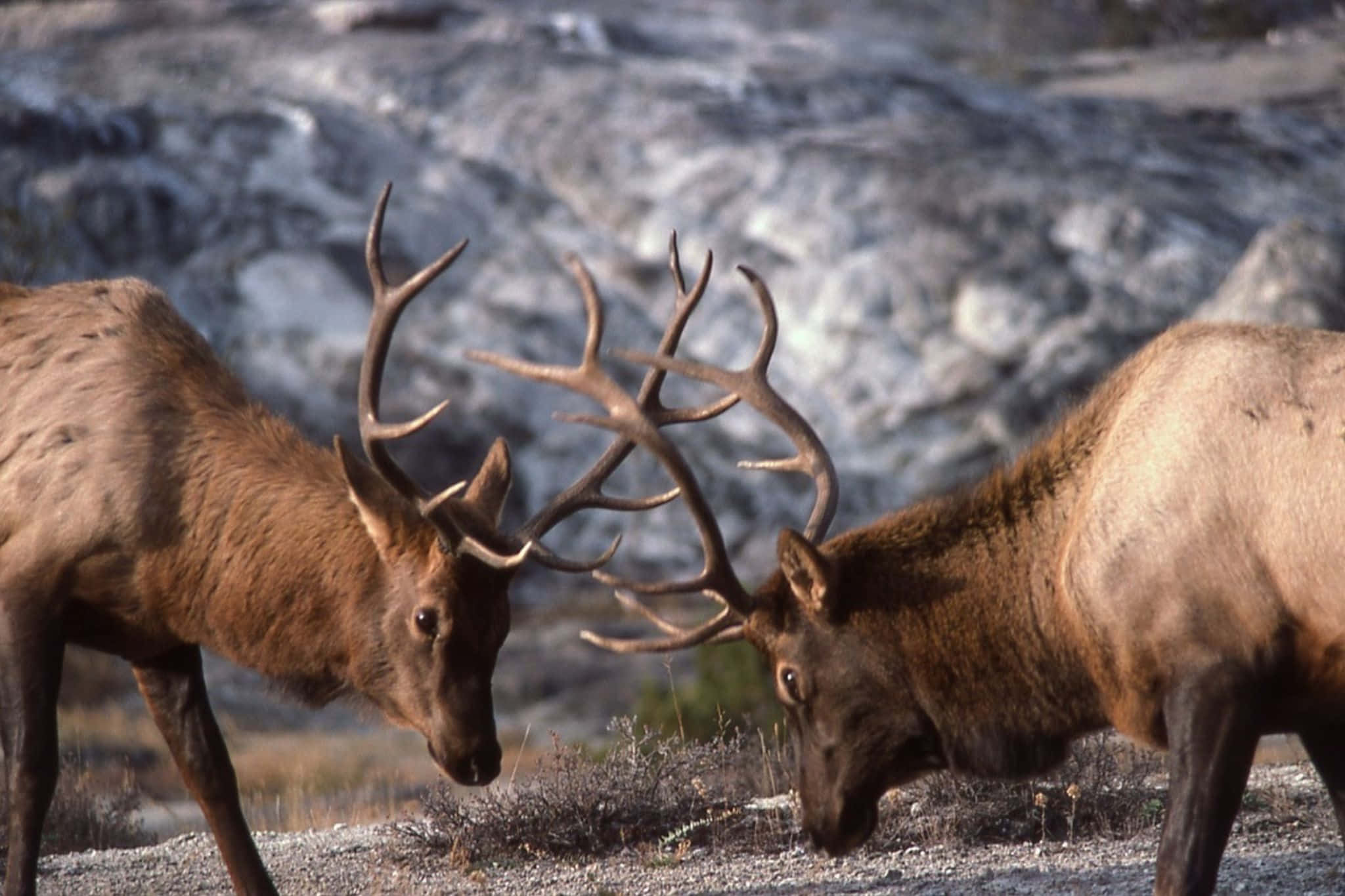 Bull Elk, confrontation, riverbank, Full HD Desktop Wallpaper