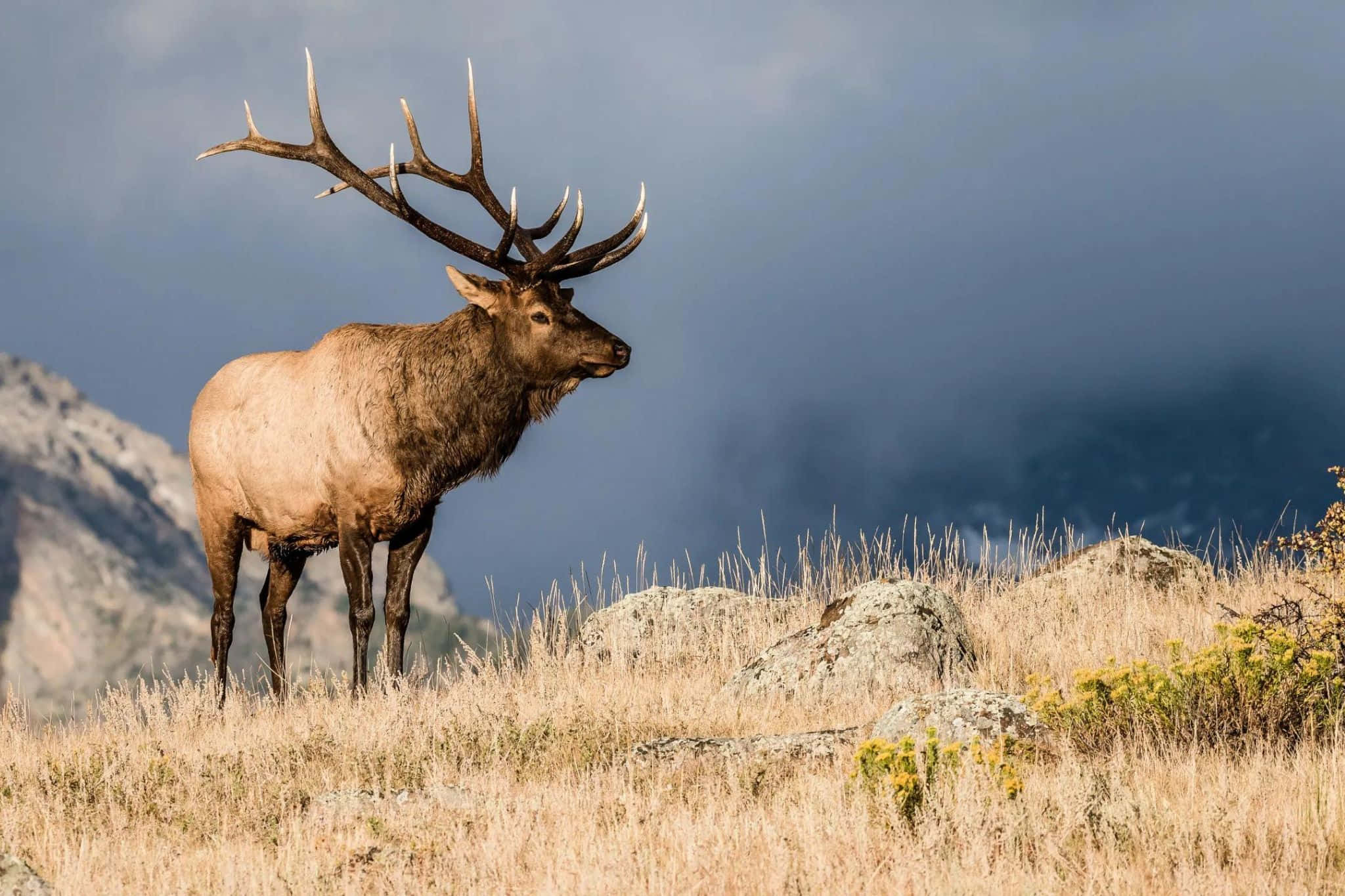 bull elk, large antlers, grassy mountain ridge, Full HD Desktop Wallpaper