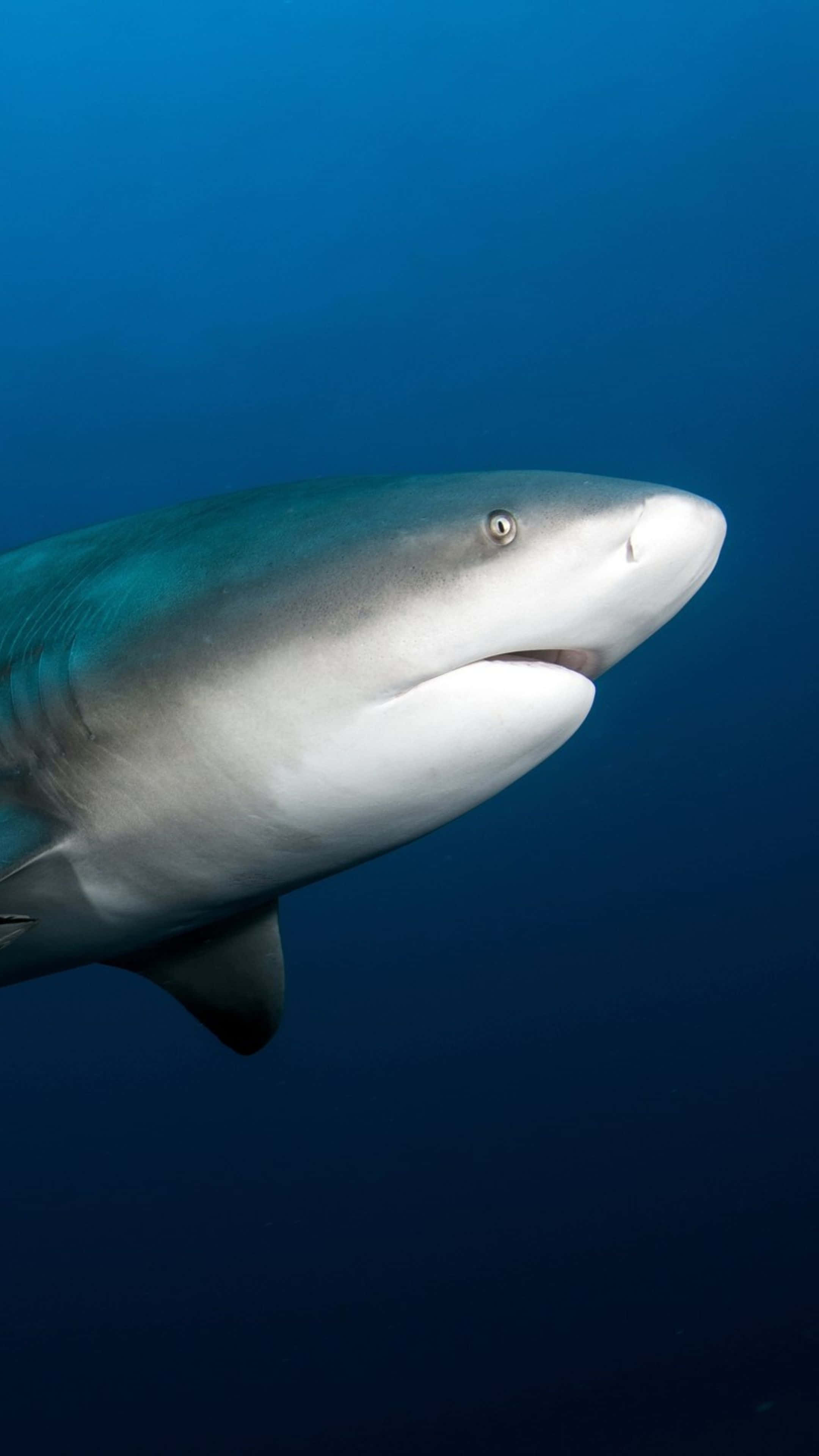 Bull Shark, underwater portrait, grey shark, 4K Phone Wallpaper