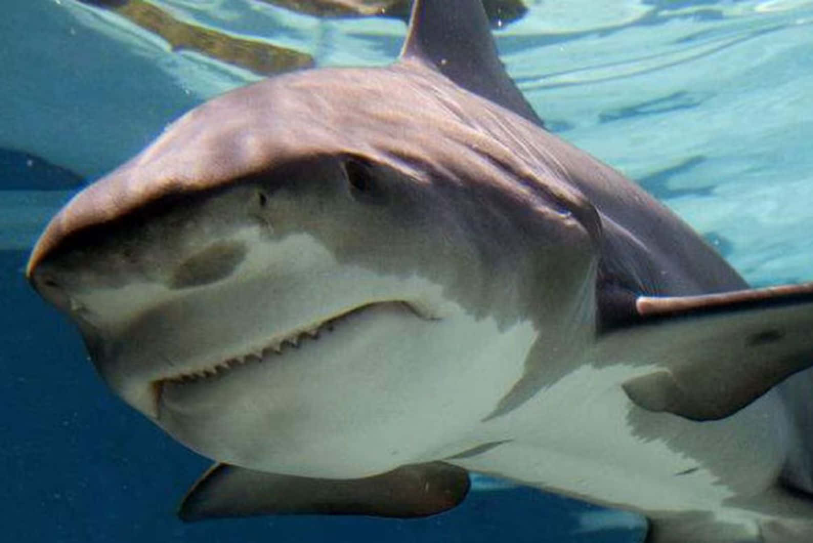 Bull Shark, sharp teeth, white underbelly, HD Desktop Wallpaper
