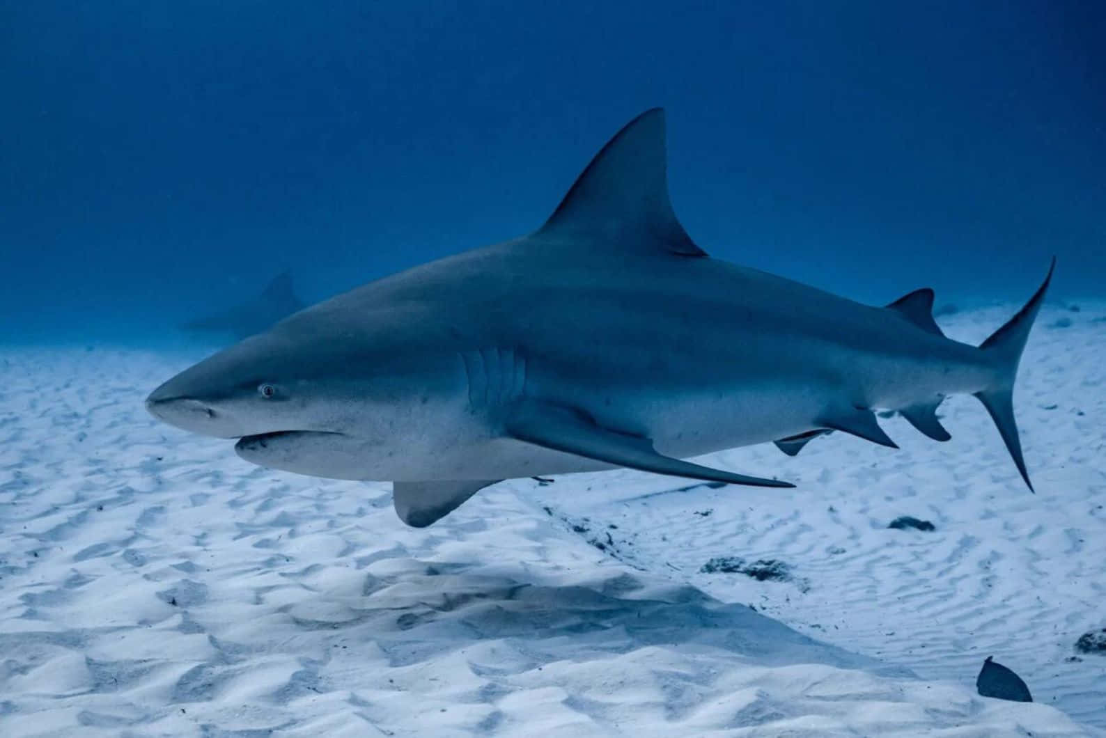 Bull Shark, sandy seabed, sunlit, HD Desktop Wallpaper