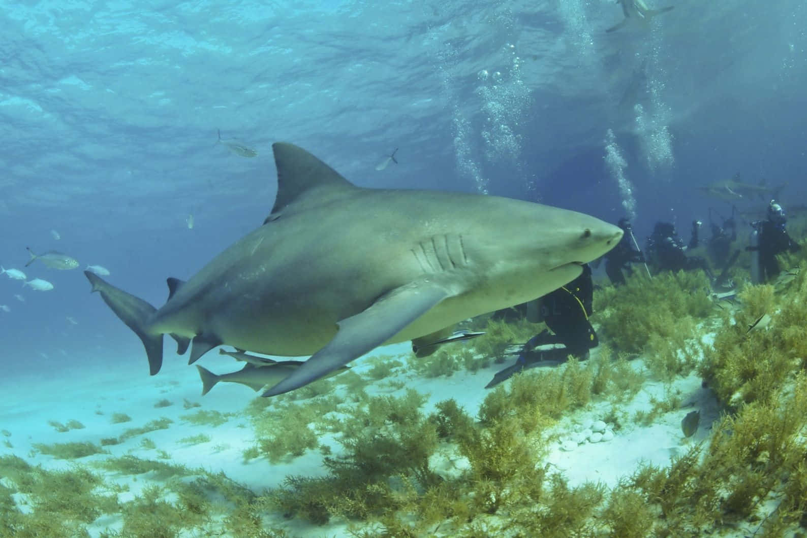 Bull Shark, grey shark, sandy seabed, HD Desktop Wallpaper