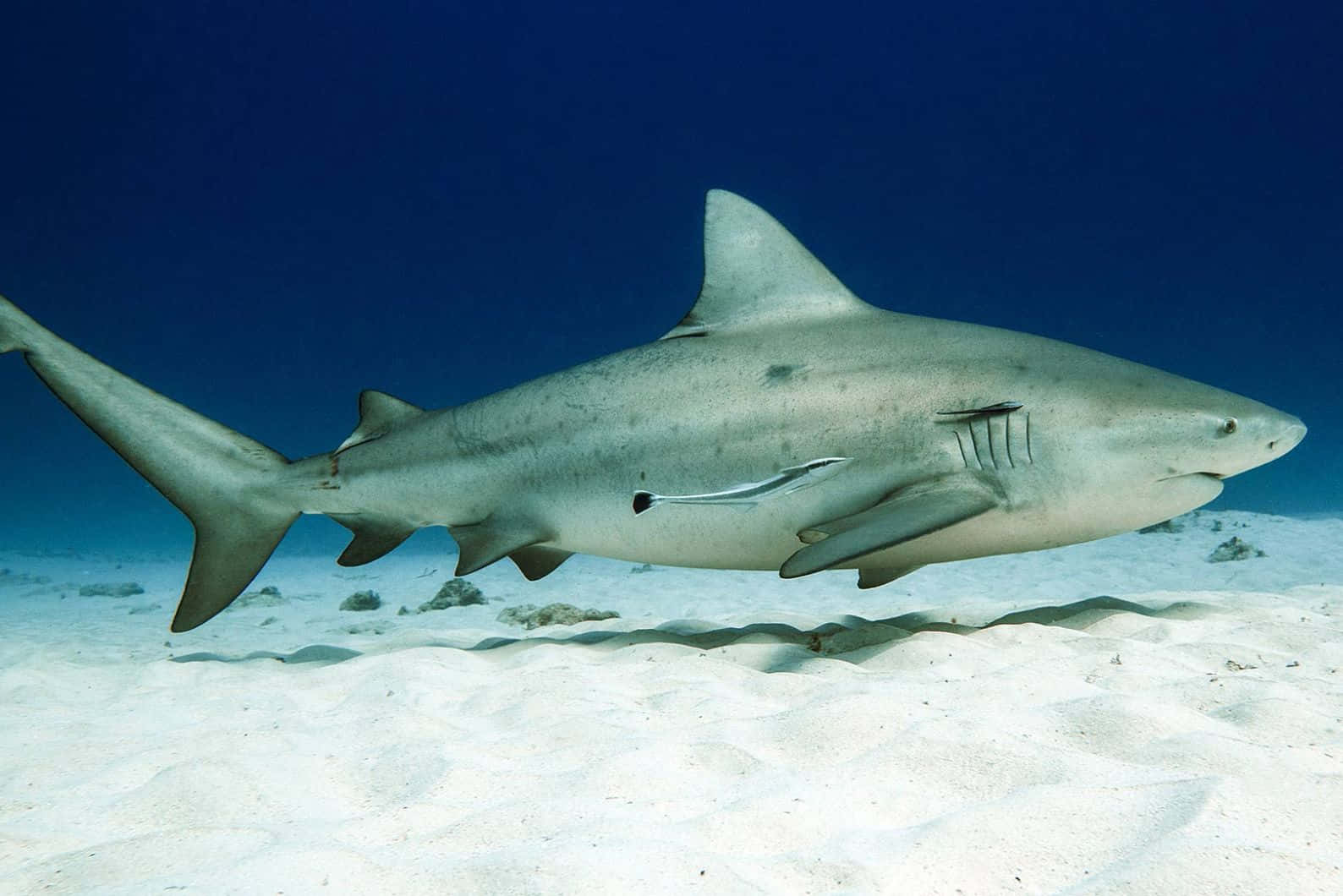 Bull Shark, sandy seabed, sunlit, HD Desktop Wallpaper