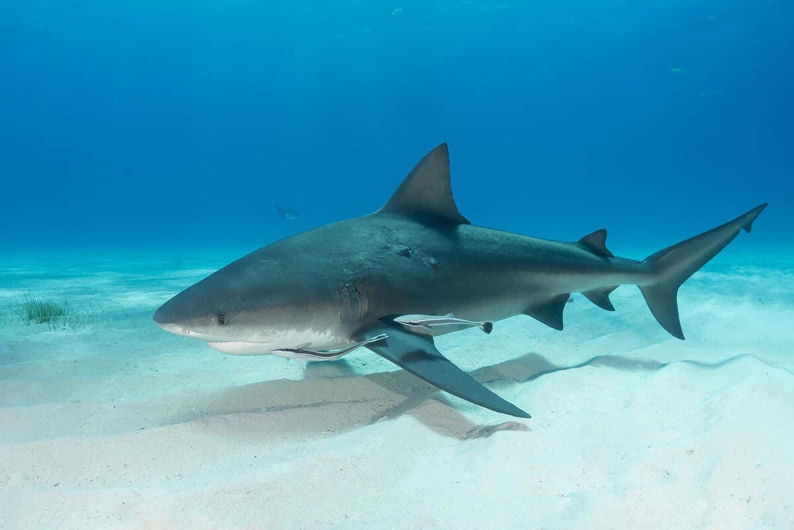 Bull Shark, sandy seabed, clear blue water, HD Desktop Wallpaper