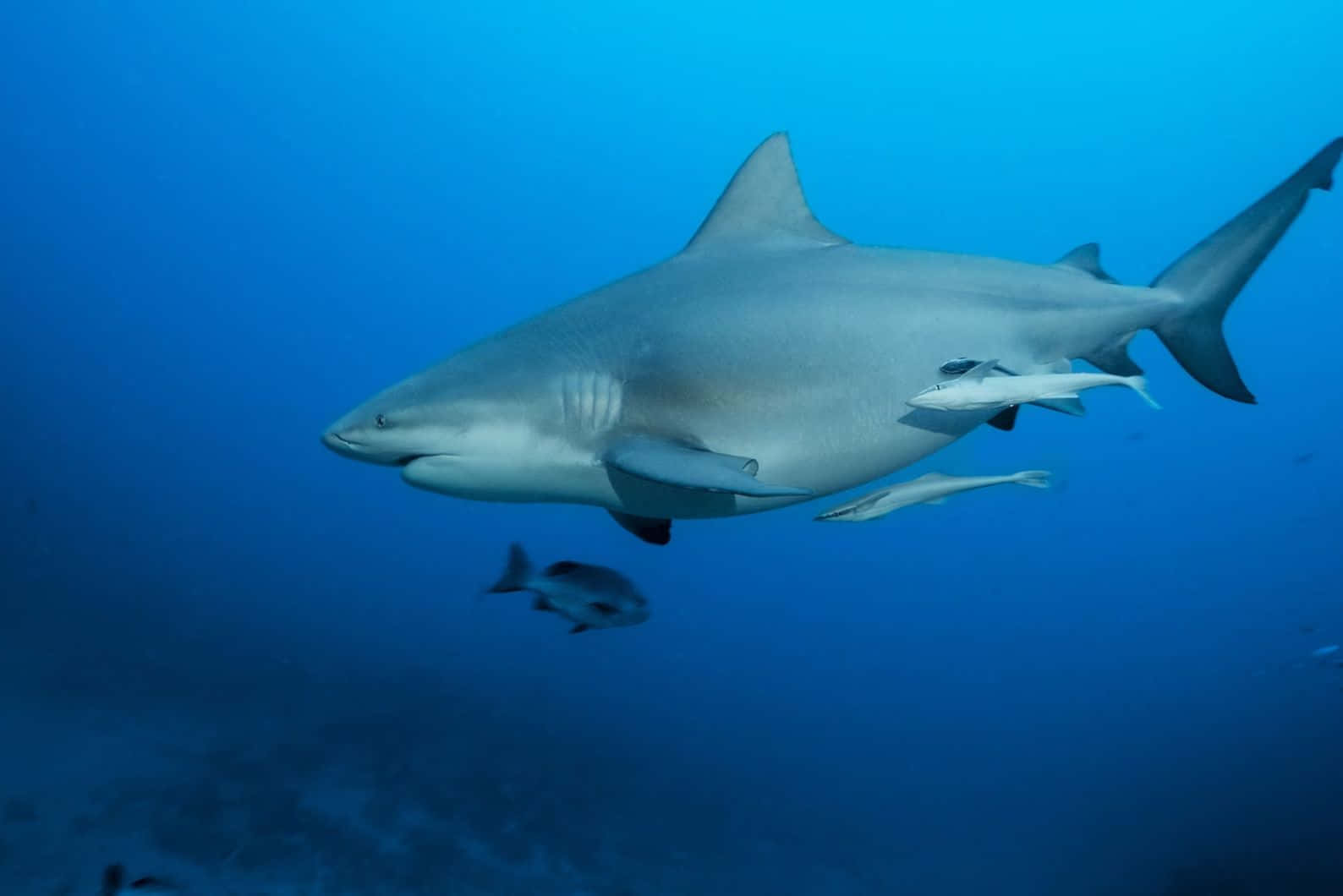 Bull Shark, underwater swimming, clear blue ocean water, HD Desktop Wallpaper