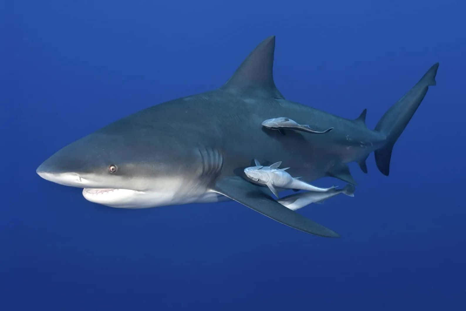 Bull Shark, remoras, deep blue ocean waters, HD Desktop Wallpaper