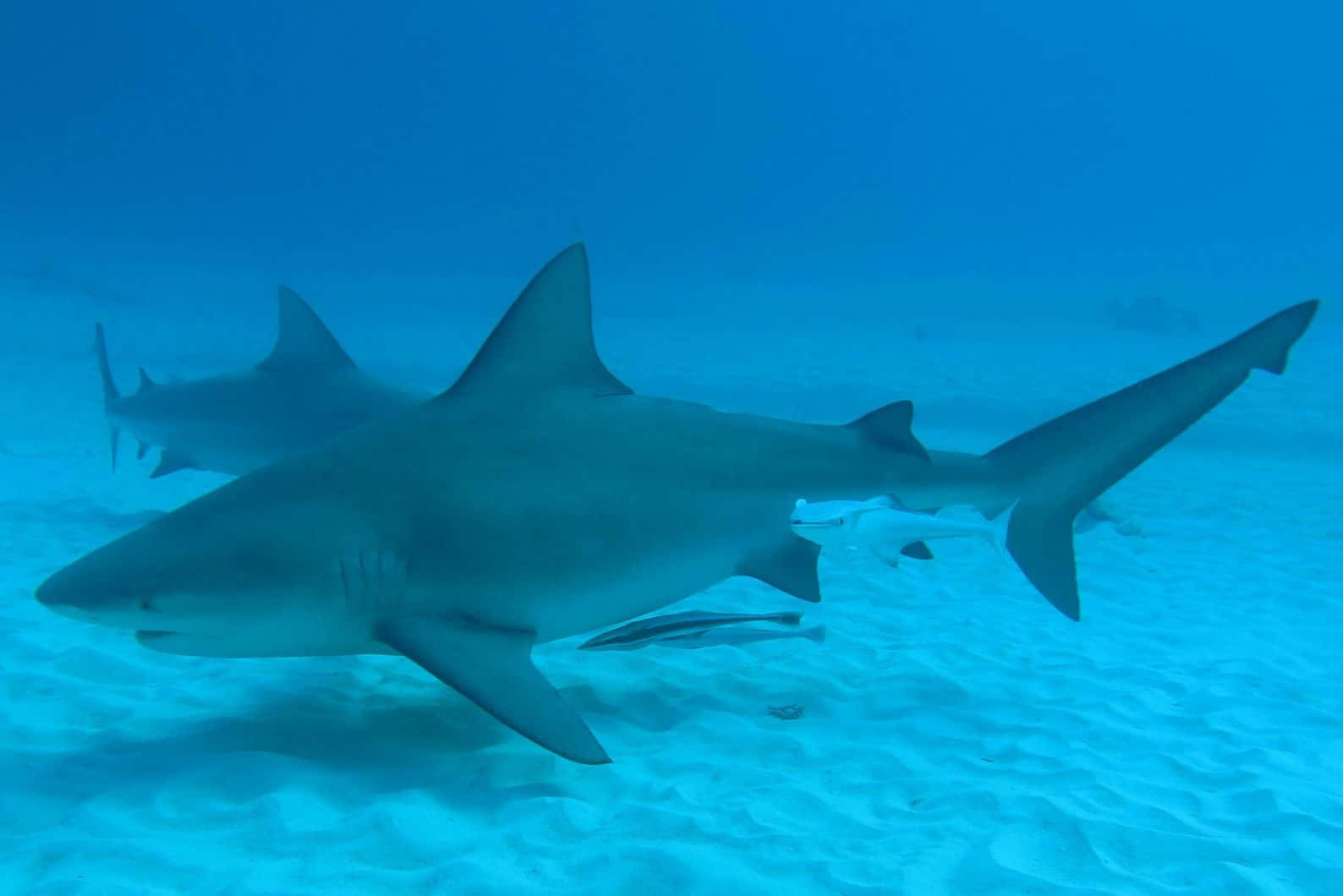 Bull Shark, underwater swimming, sandy ocean floor, HD Desktop Wallpaper