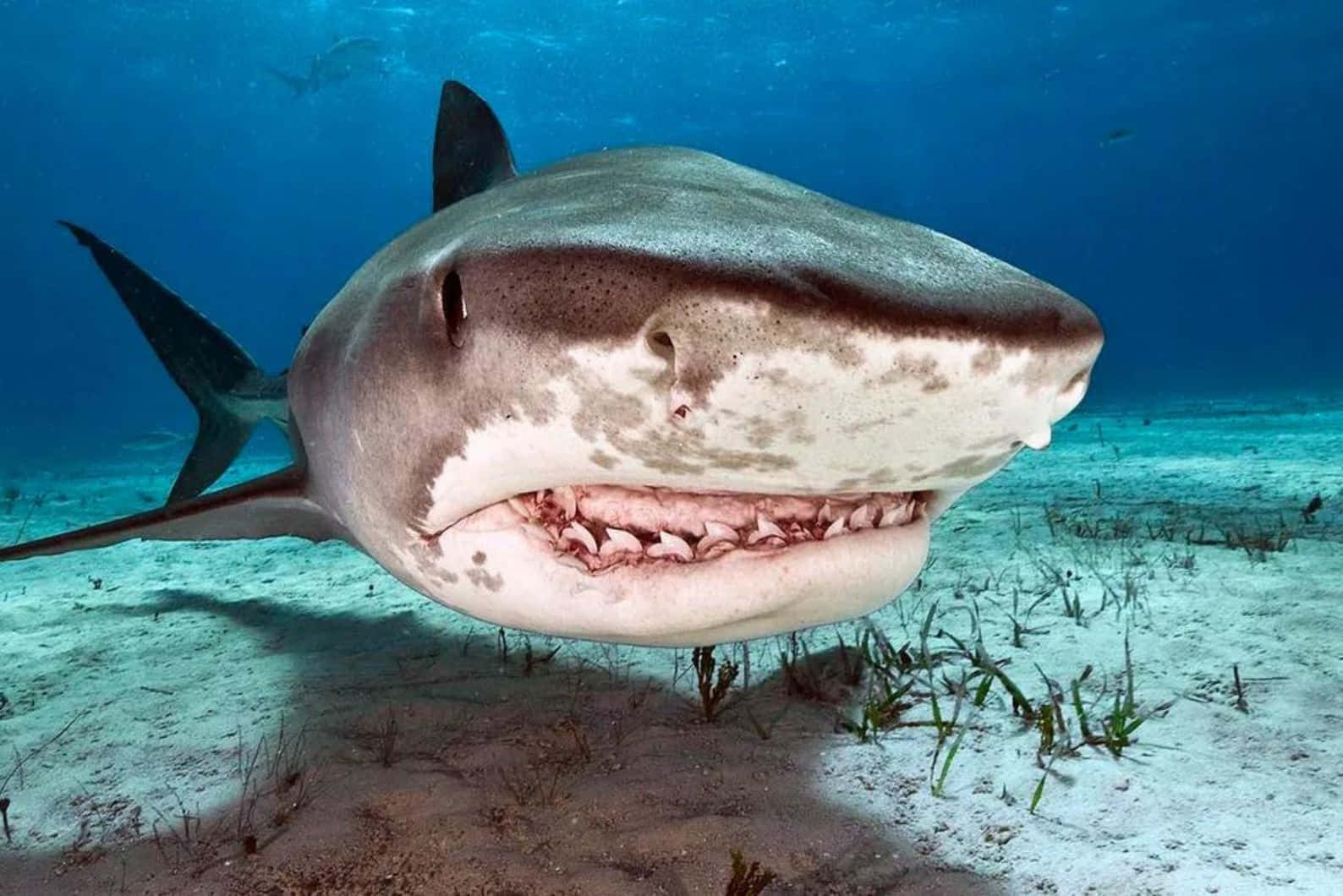 bull shark, sandy ocean floor, sparse seagrass, HD Desktop Wallpaper