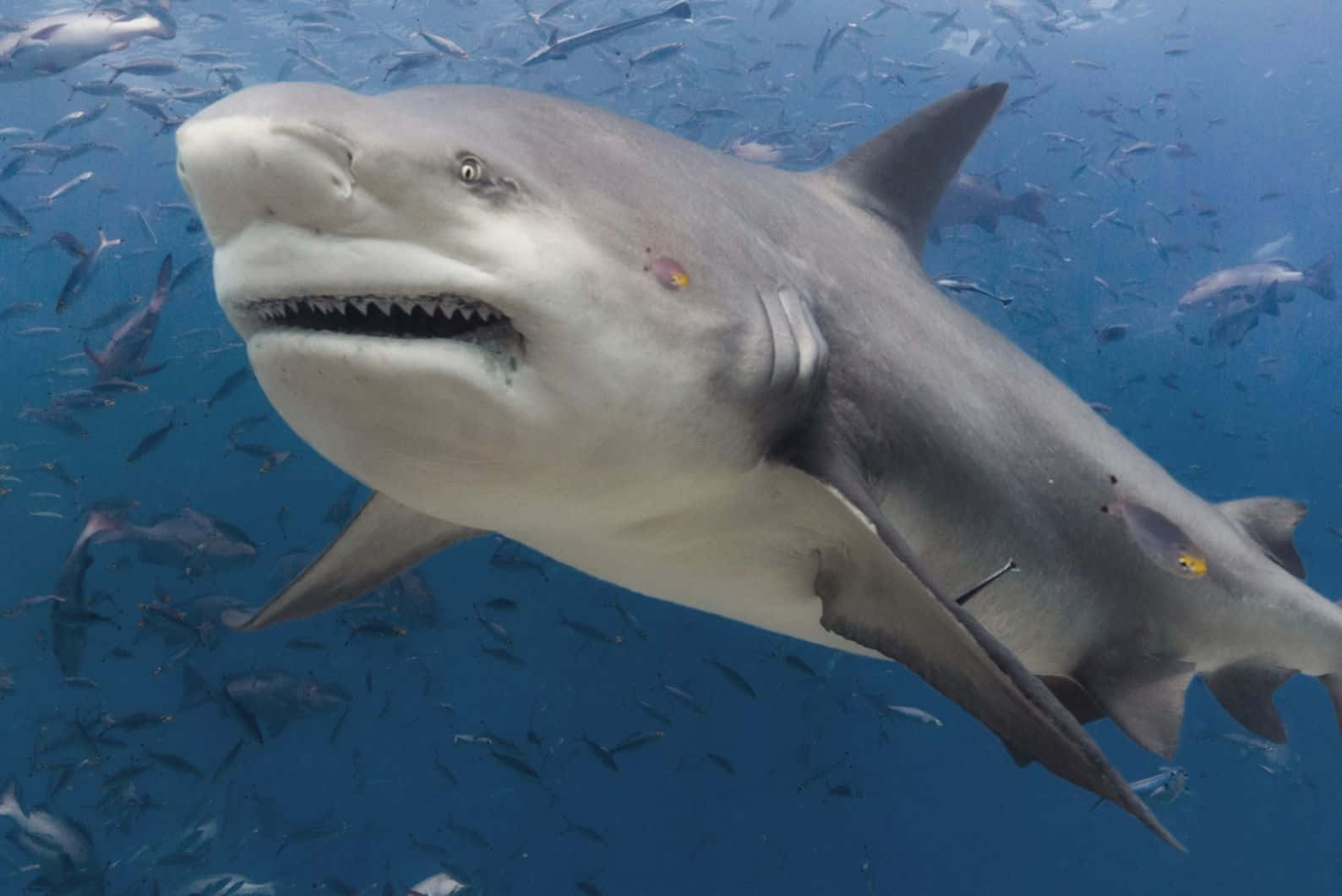 bull shark, clear blue water, school of small silver fish, HD Desktop Wallpaper