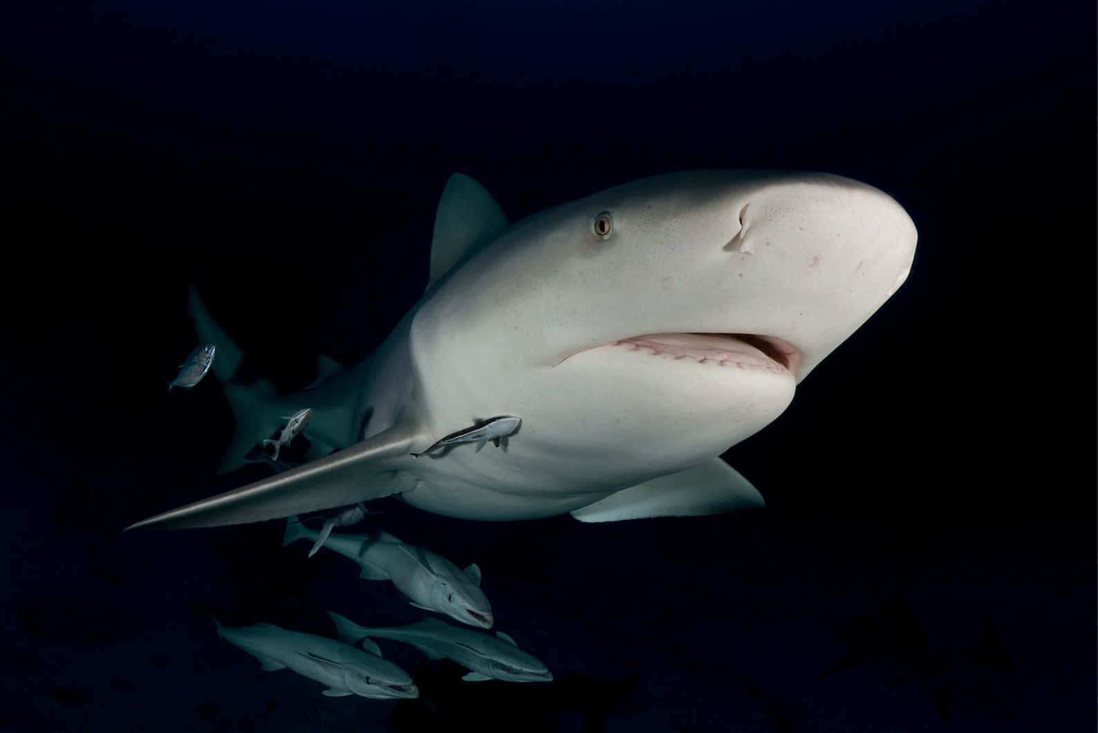 Bull Shark, remoras, dark ocean water, HD Desktop Wallpaper