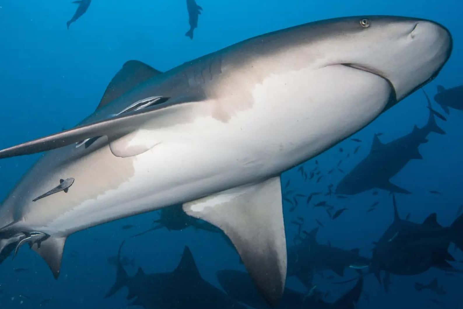Bull Shark, clear blue ocean water, school of smaller sharks, HD Desktop Wallpaper