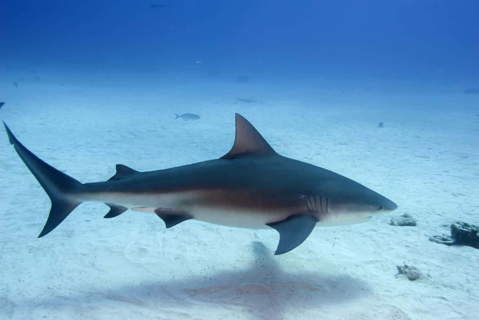 Bull Shark, sandy seabed, sunlit, HD Desktop Wallpaper