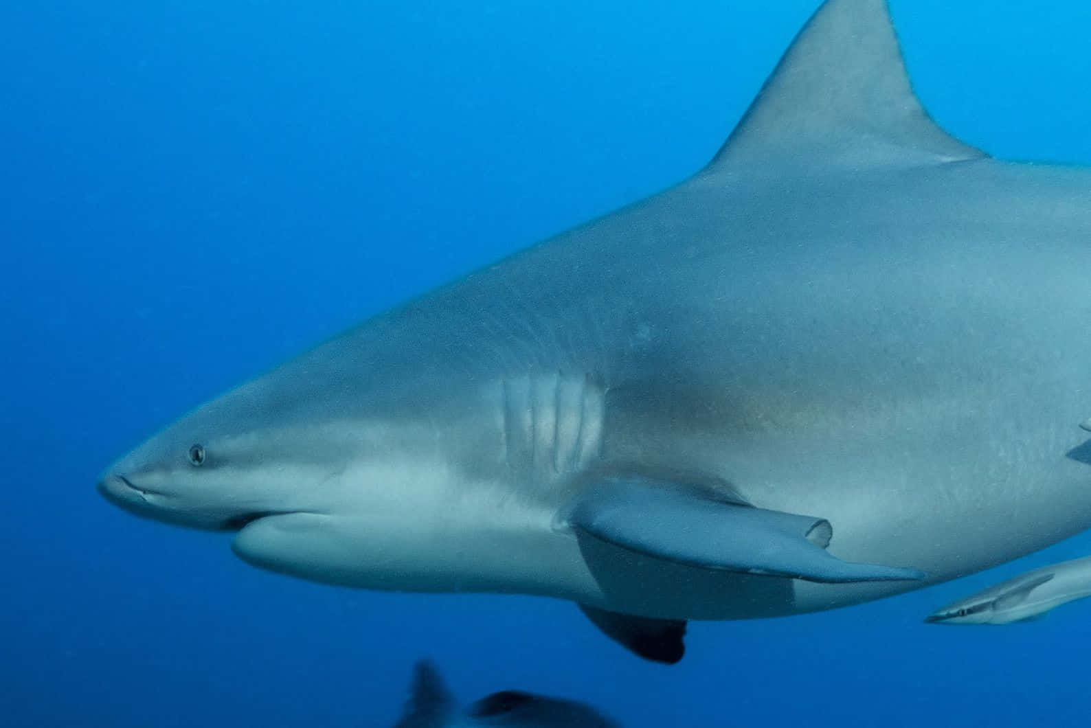Bull Shark, blue waters, clear blue ocean water, HD Desktop Wallpaper