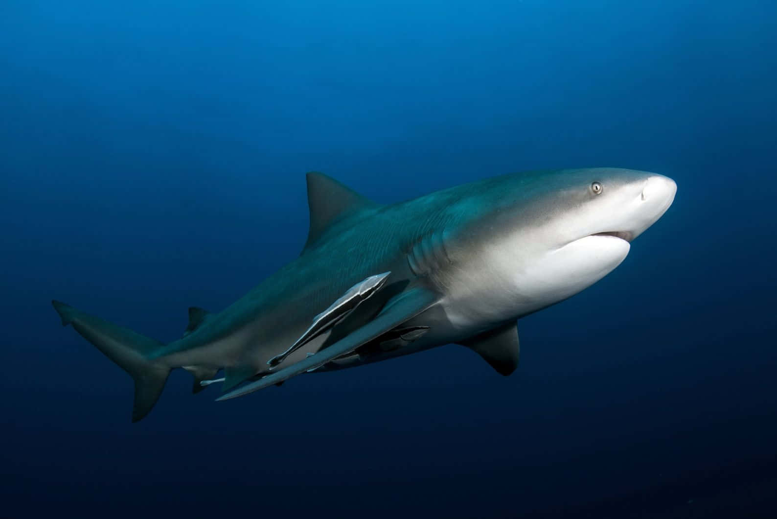 Bull Shark, blue waters, deep blue ocean water, HD Desktop Wallpaper