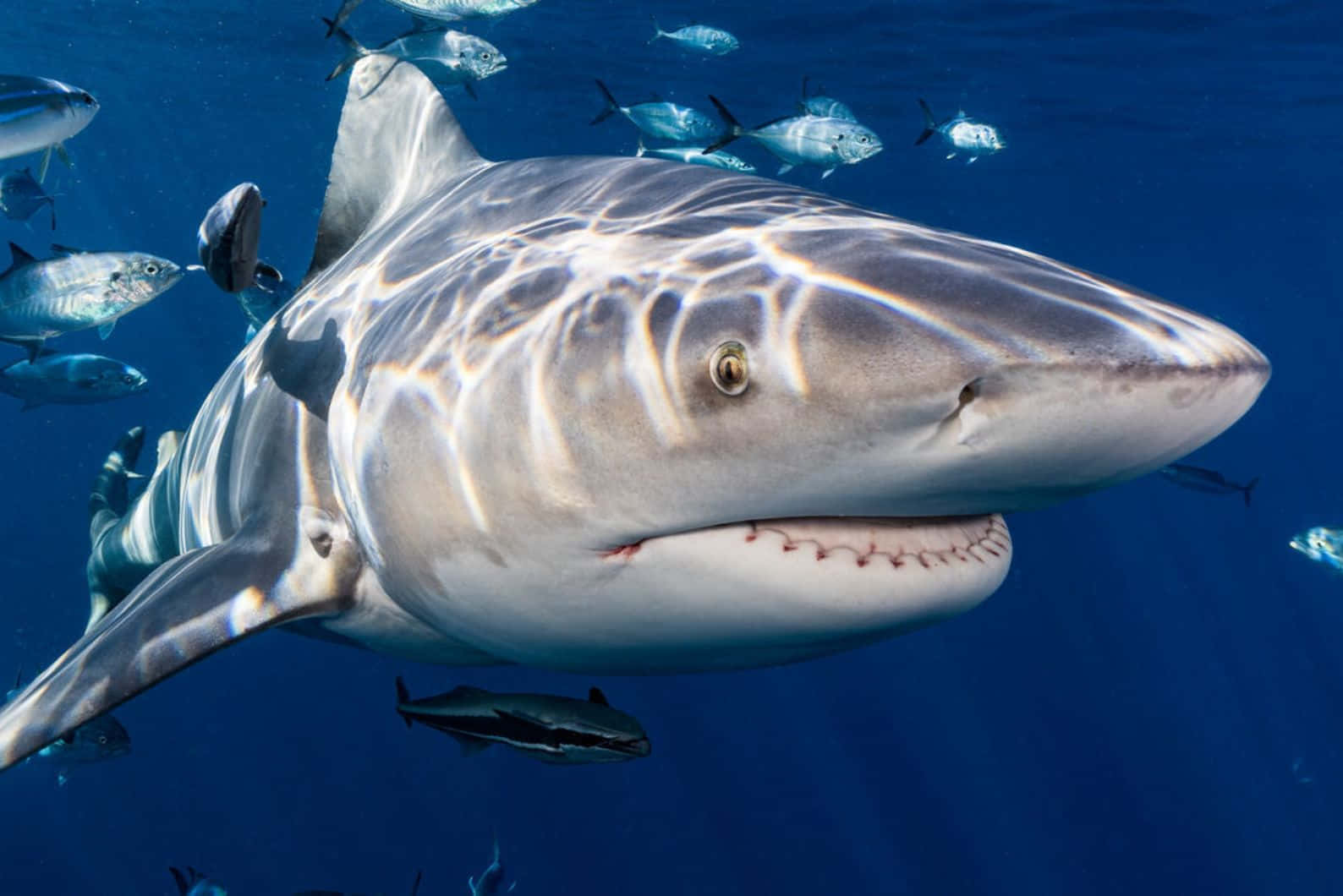 Bull Shark, grey shark, clear blue ocean water, HD Desktop Wallpaper