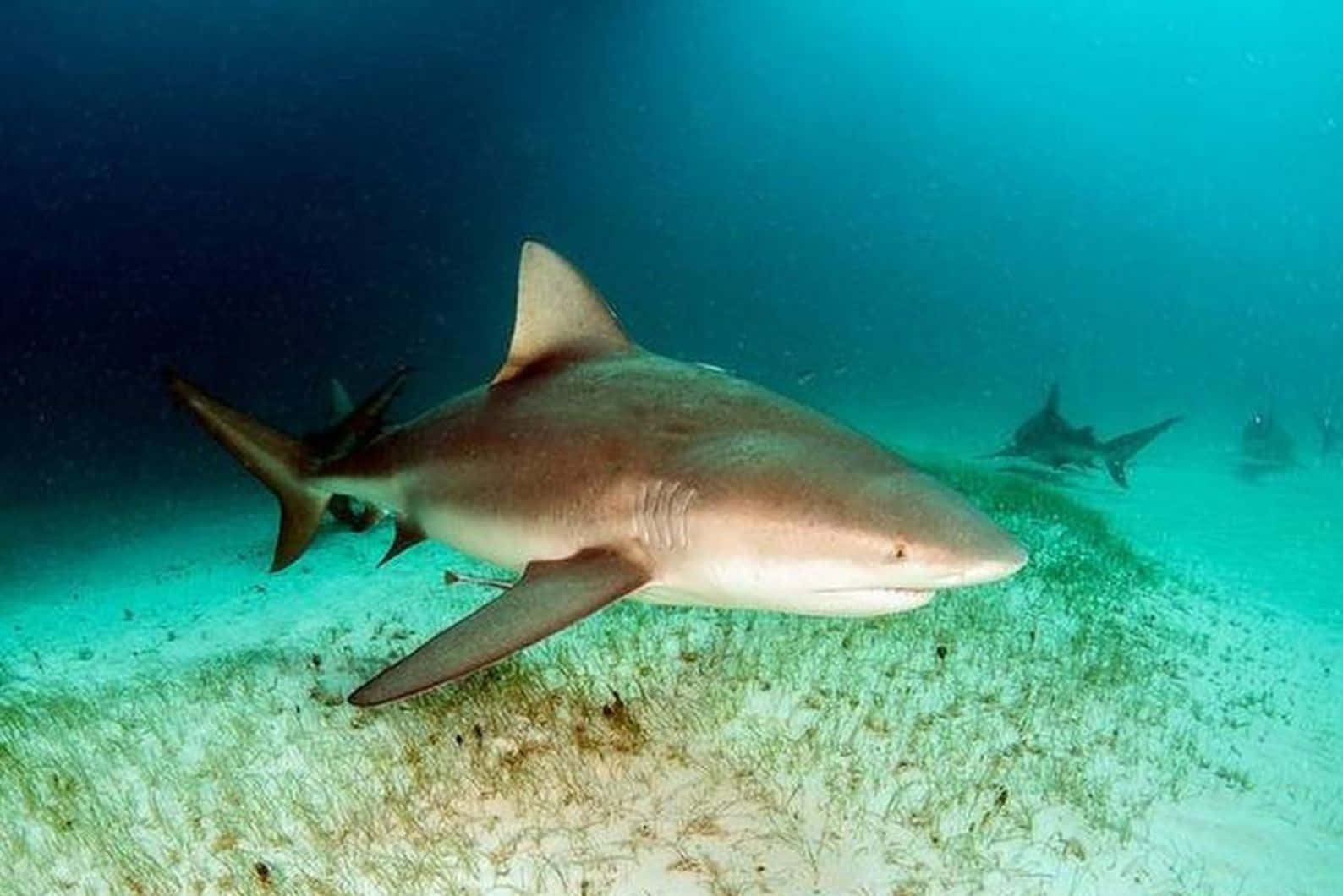 Bull Shark, seabed, sandy ocean floor, HD Desktop Wallpaper
