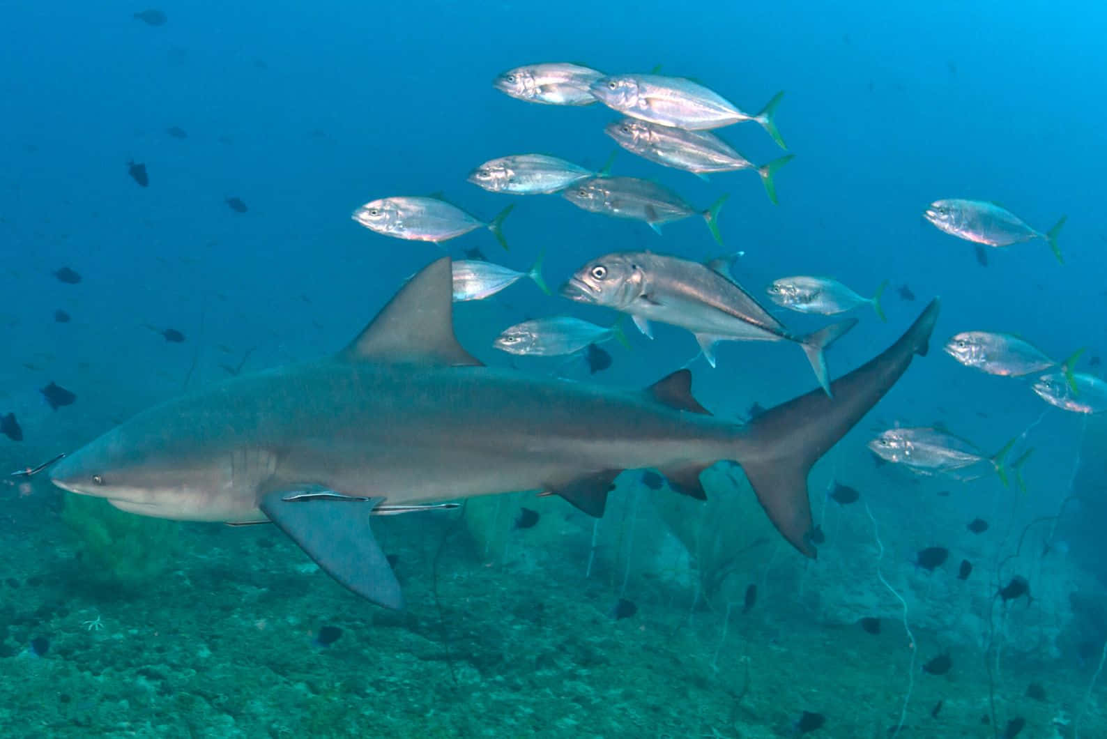 Bull Shark, grey reef shark, clear blue water, HD Desktop Wallpaper