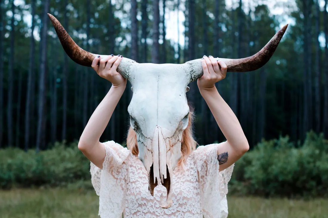 Bull Skull