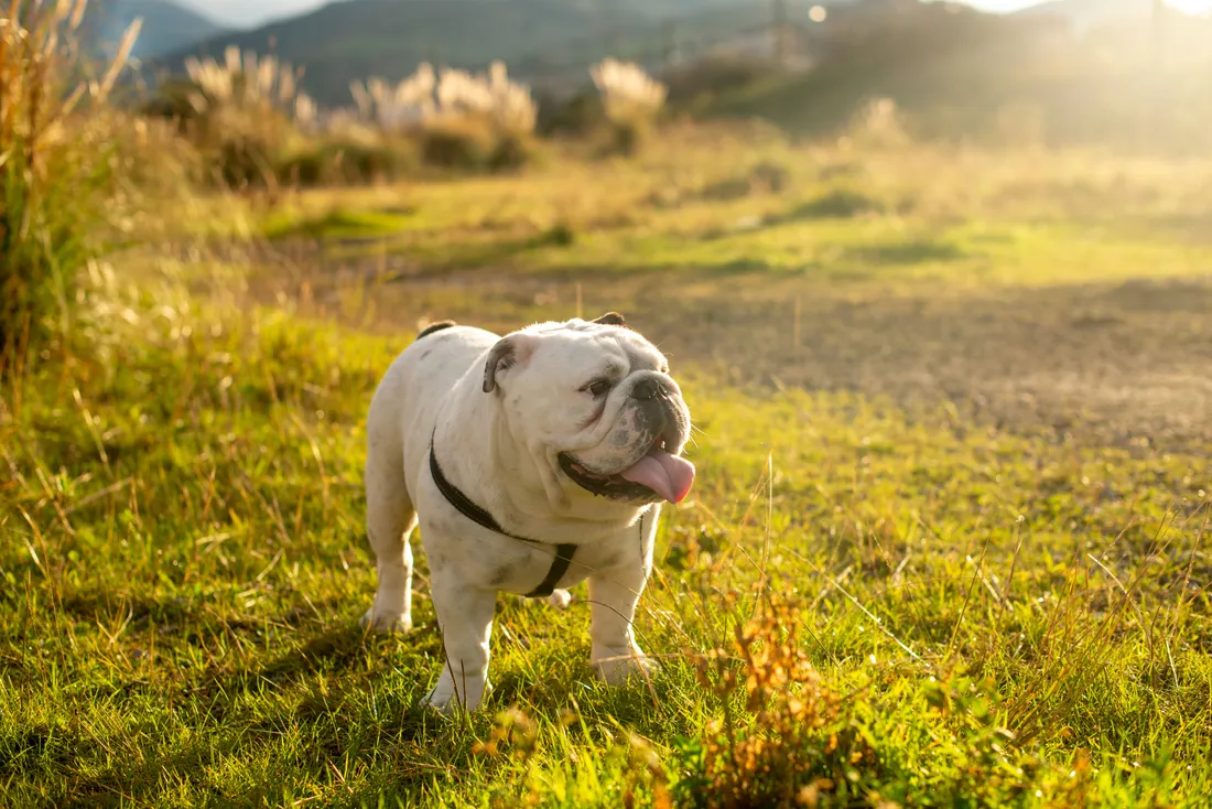 Bulldog