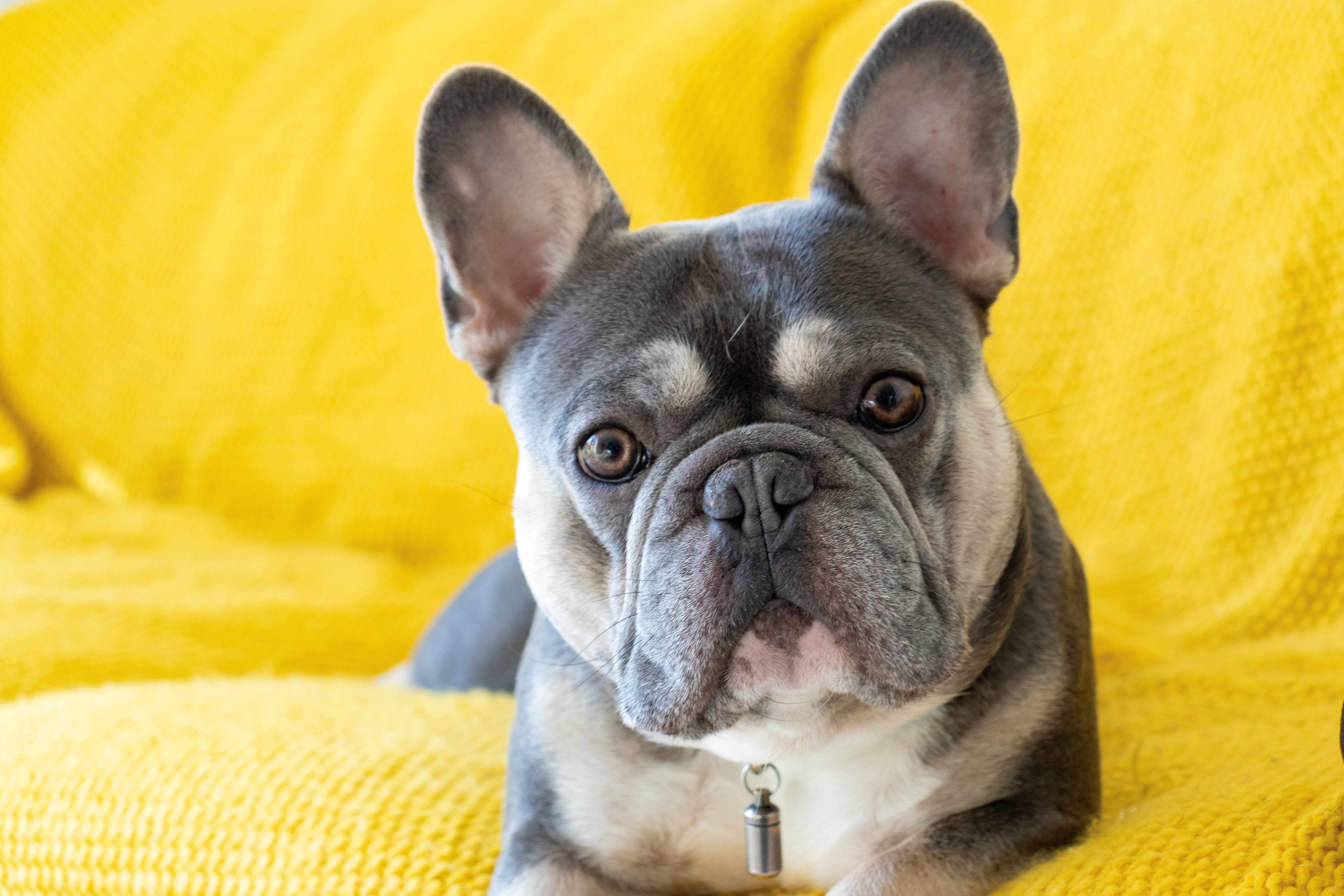 gray French Bulldog, big ears, brown eyes, 5K Desktop Wallpaper