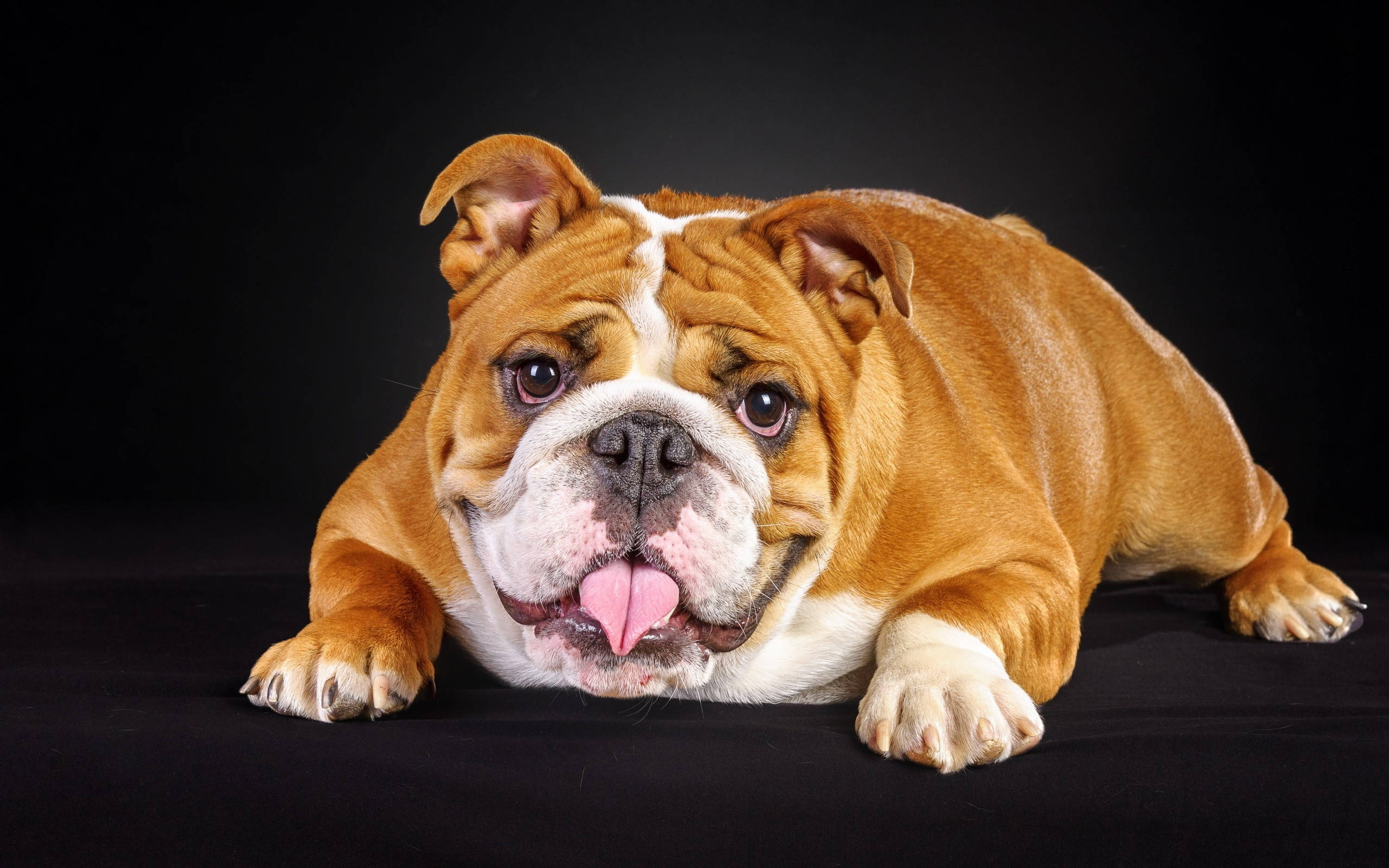 muscular English Bulldog, pink tongue, black backdrop, 2K Desktop Wallpaper