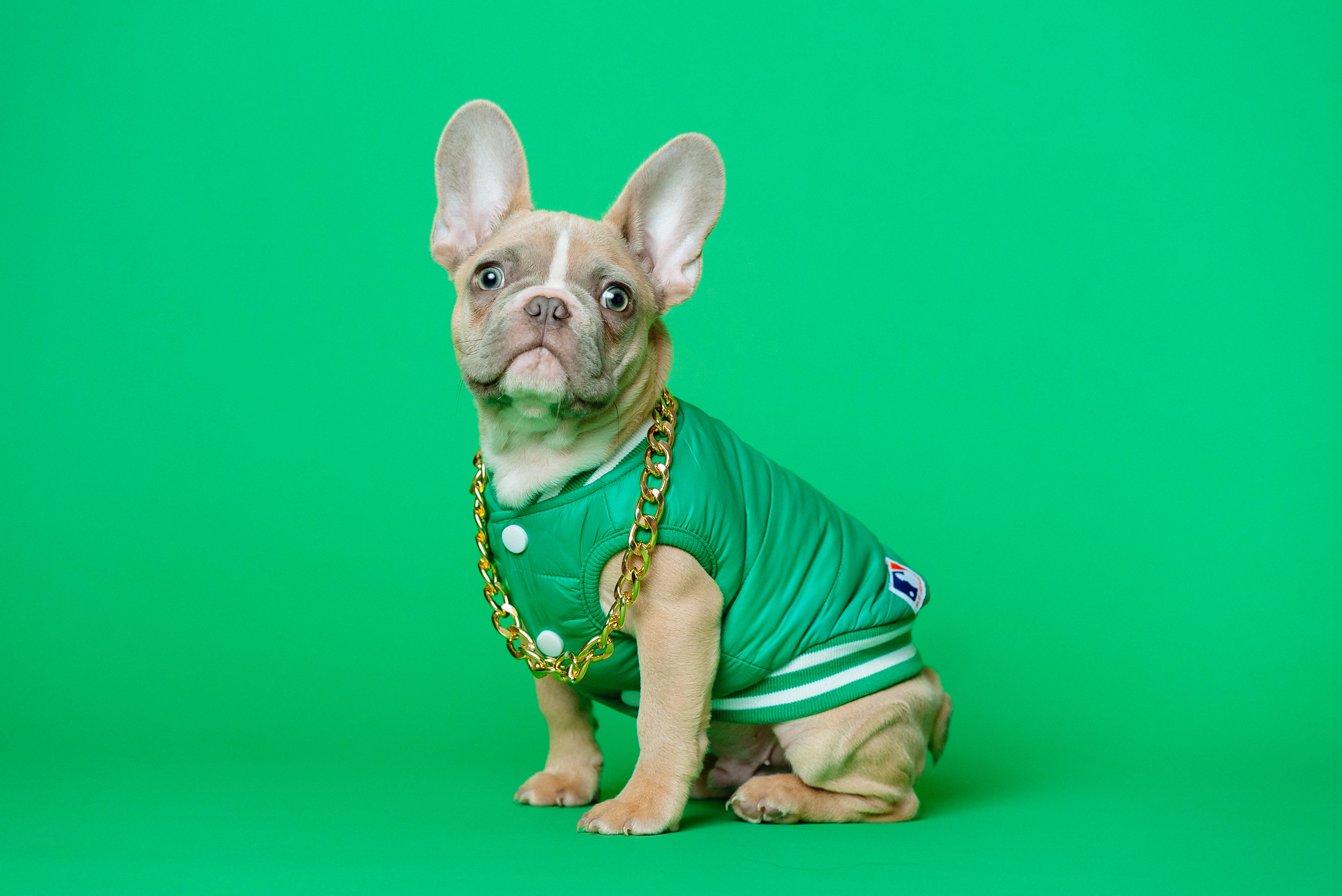 Bulldog, green shirt, green jersey, 4K Desktop Wallpaper