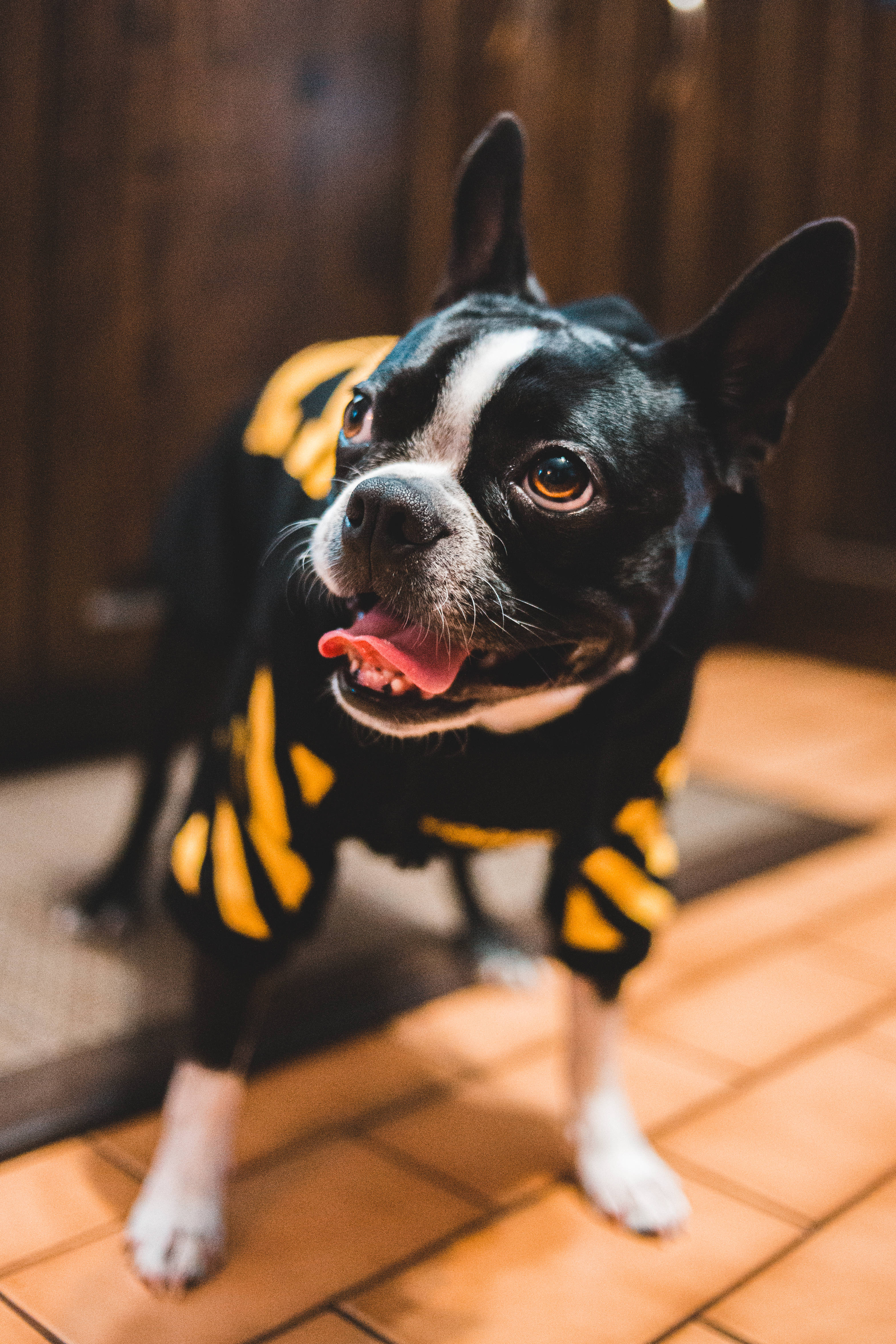 Bulldog, yellow and black striped costume, black and white Boston Terrier, 4K Phone Wallpaper